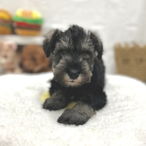 愛知県のミニチュアシュナウザー (犬の家＆猫の里豊川インター店/2026年7月17日生まれ/男の子/ソルトペッパー)の子犬の3枚目の画像