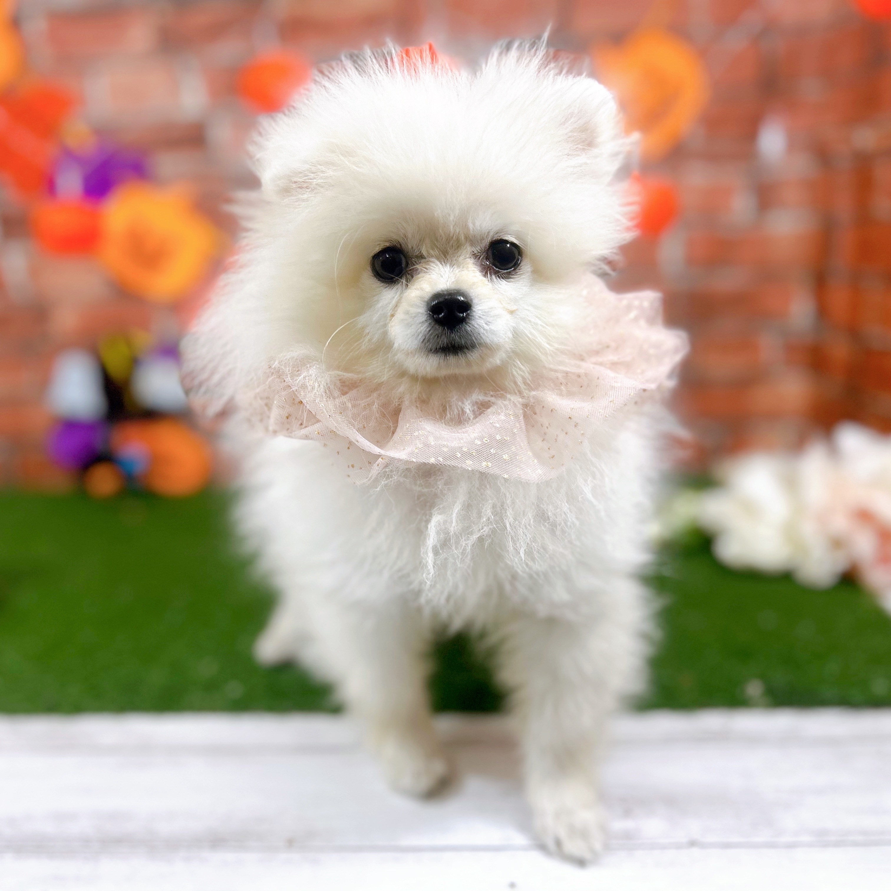 神奈川県のポメラニアン (犬の家＆猫の里小田原店/2025年7月5日生まれ/男の子/クリーム)の子犬の3枚目の画像