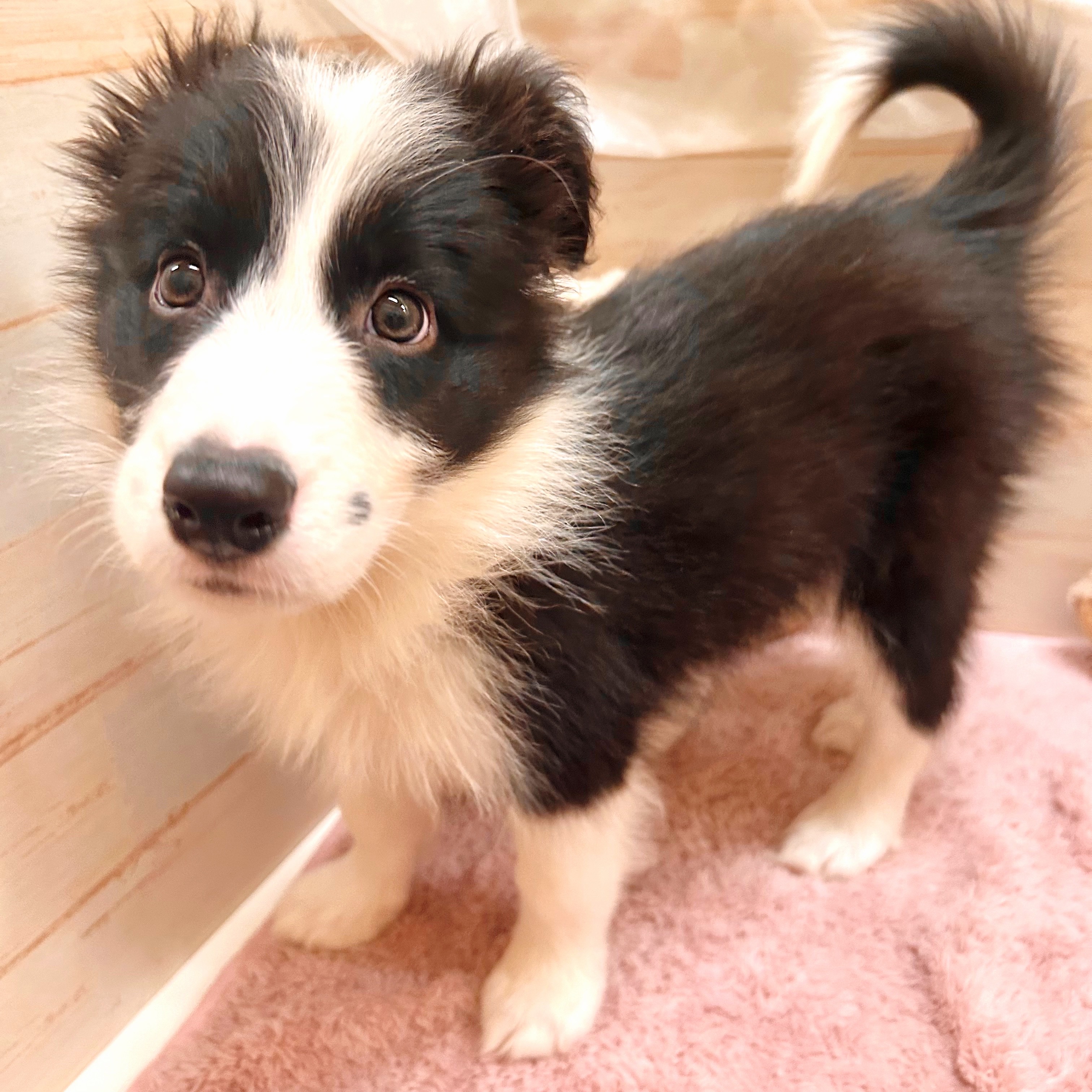 兵庫県のボーダーコリー (犬の家＆猫の里神戸店/2025年8月28日生まれ/男の子/ブラックホワイト)の子犬の1枚目の画像