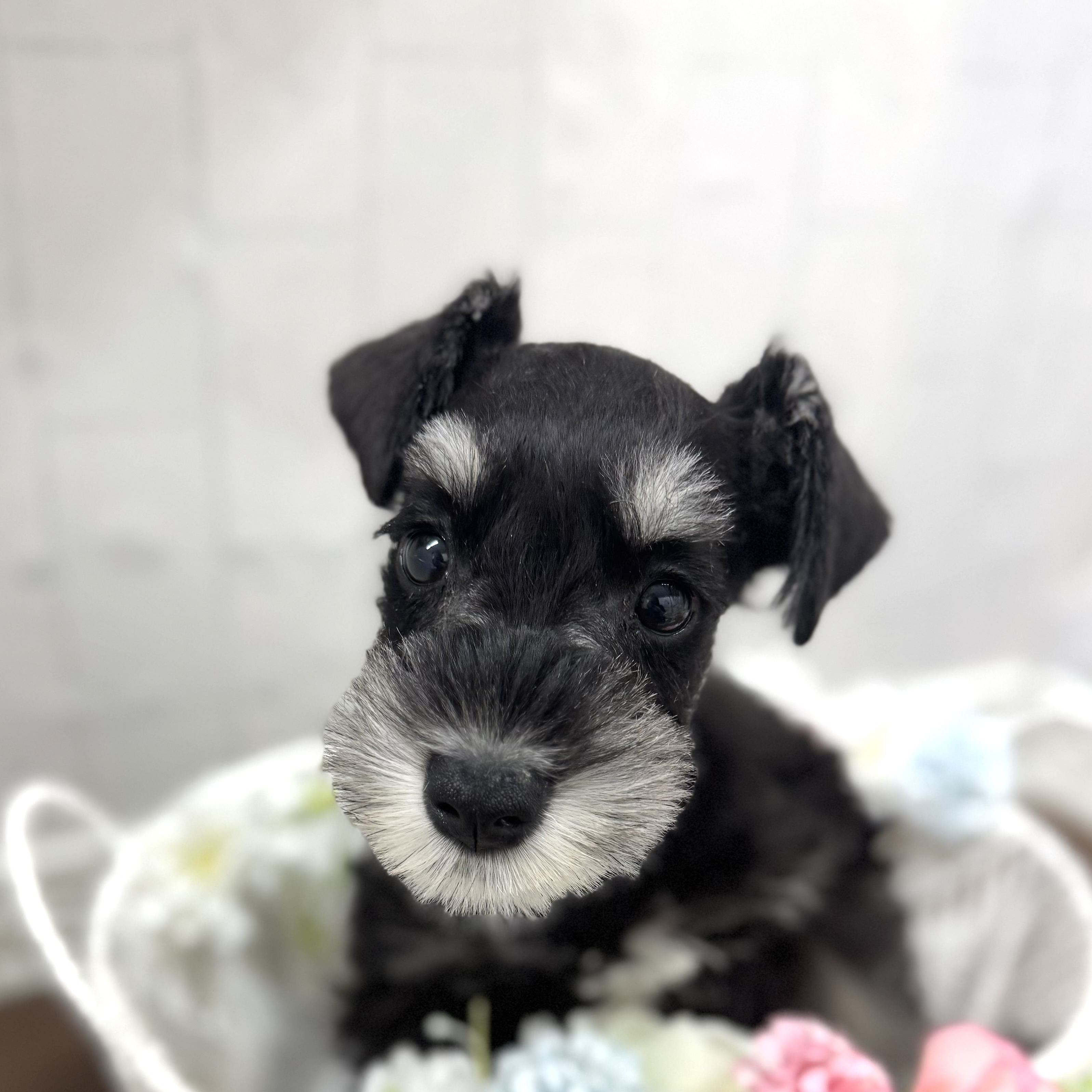 石川県のミニチュアシュナウザー (犬の家＆猫の里アミーゴ金沢有松店/2026年2月7日生まれ/男の子/ブラックシルバー)の子犬の1枚目の画像