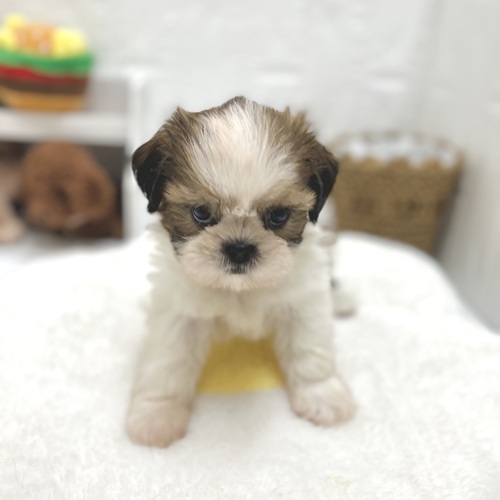 愛知県のシーズー (犬の家＆猫の里豊川インター店/2026年7月26日生まれ/女の子/ゴールドホワイト)の子犬の3枚目の画像