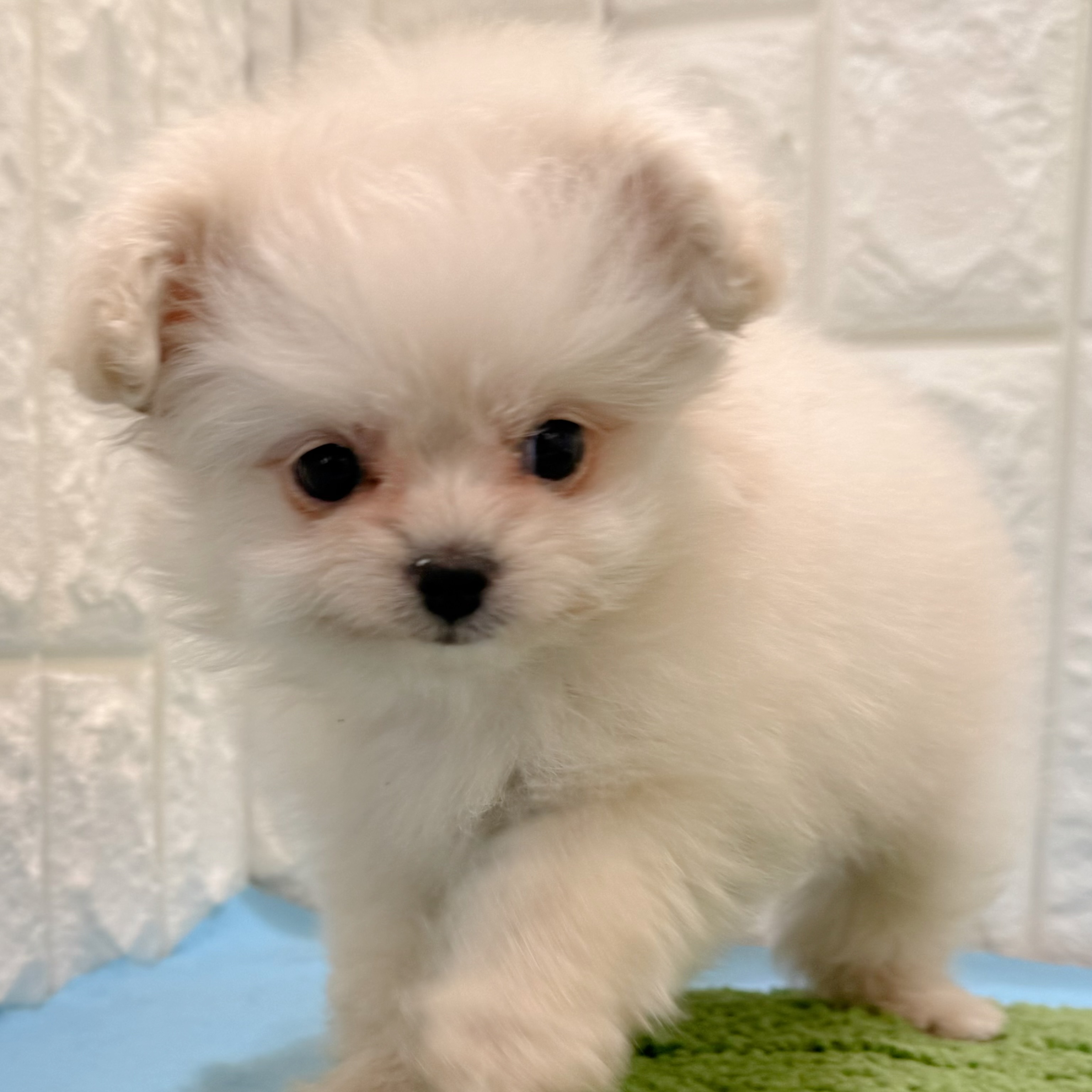 岡山県のポメプー(ポメラニアン×プードル) (犬の家＆猫の里倉敷店/2026年4月12日生まれ/女の子/クリーム)の子犬の3枚目の画像