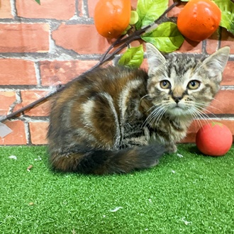 神奈川県のマンチカン (犬の家＆猫の里小田原店/2025年9月23日生まれ/女の子/ブラウンパッチドタビー)の子猫の3枚目の画像