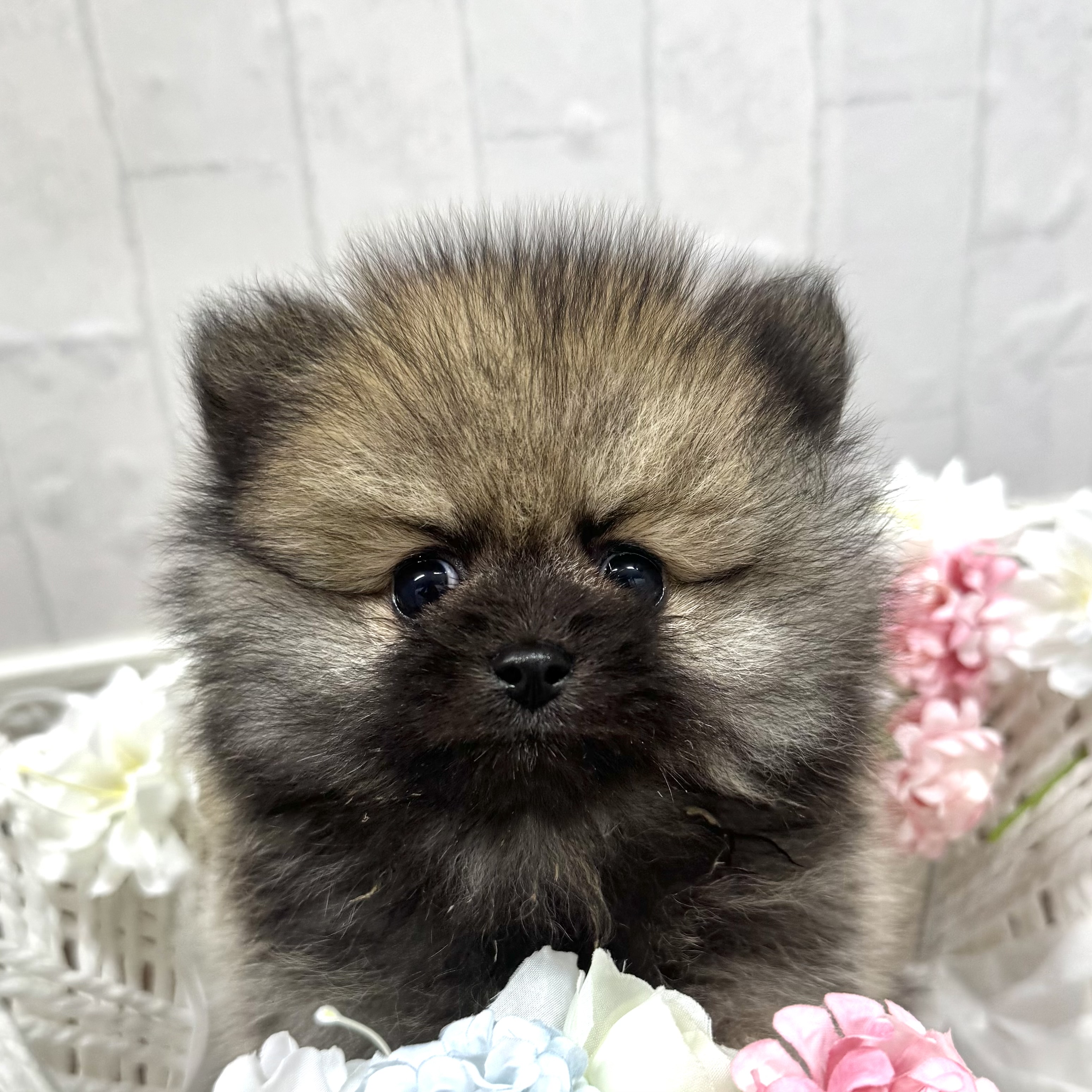 石川県のポメラニアン (犬の家＆猫の里アミーゴ金沢有松店/2026年2月9日生まれ/女の子/オレンジ)の子犬の3枚目の画像