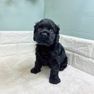 静岡県のアメリカンコッカースパニエル (犬の家＆猫の里マークイズ静岡店/2025年10月12日生まれ/男の子/ブラック)の子犬の1枚目の画像