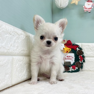 チワワ（ロング）女の子の写真