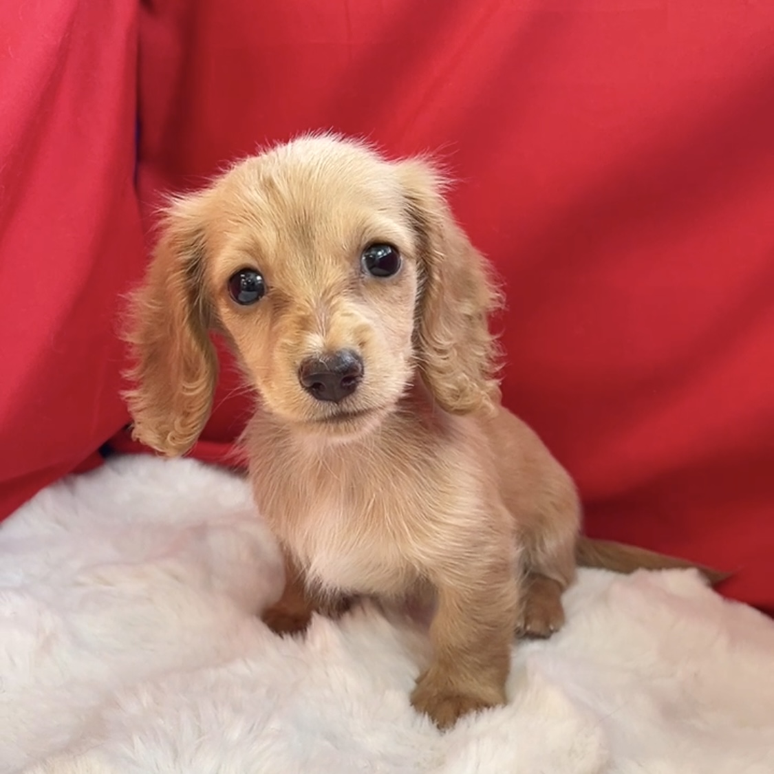 愛知県のミニチュアダックスフンド(ロング) (犬の家＆猫の里愛知刈谷店/2025年5月7日生まれ/女の子/イエロー)の子犬の3枚目の画像