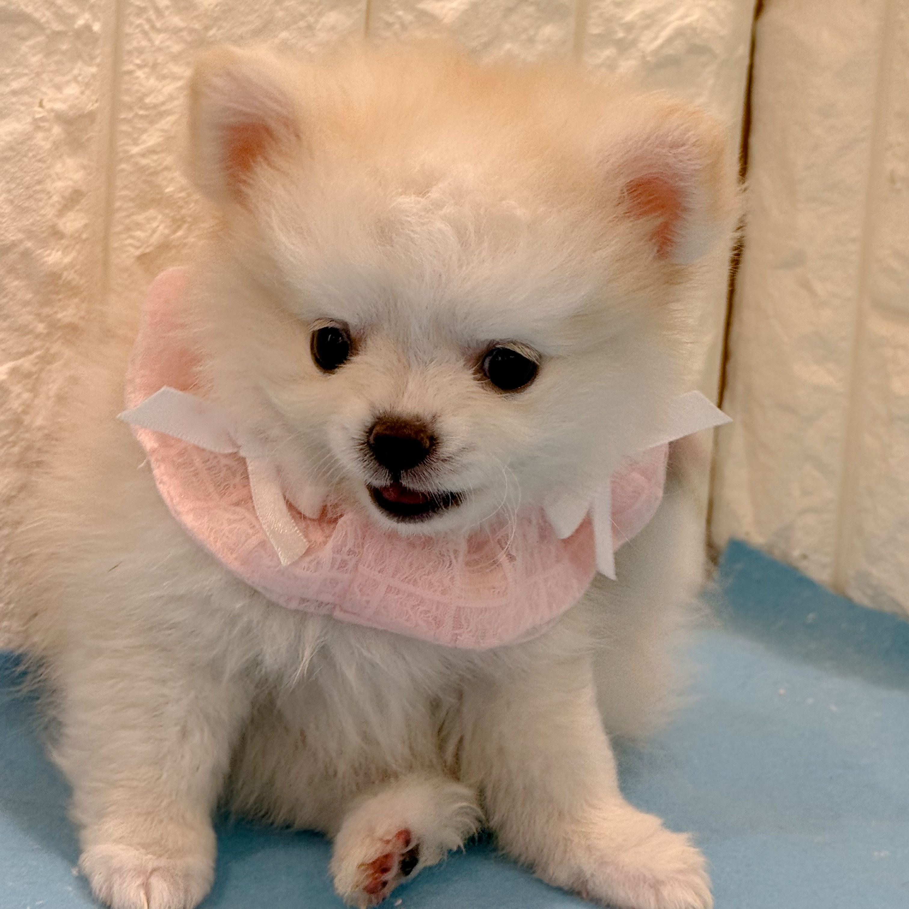 岡山県のポメチワ/チワポメ/ポメチー(ポメラニアン×チワワ) (犬の家＆猫の里倉敷店/2026年4月14日生まれ/女の子/クリームホワイト)の子犬の3枚目の画像