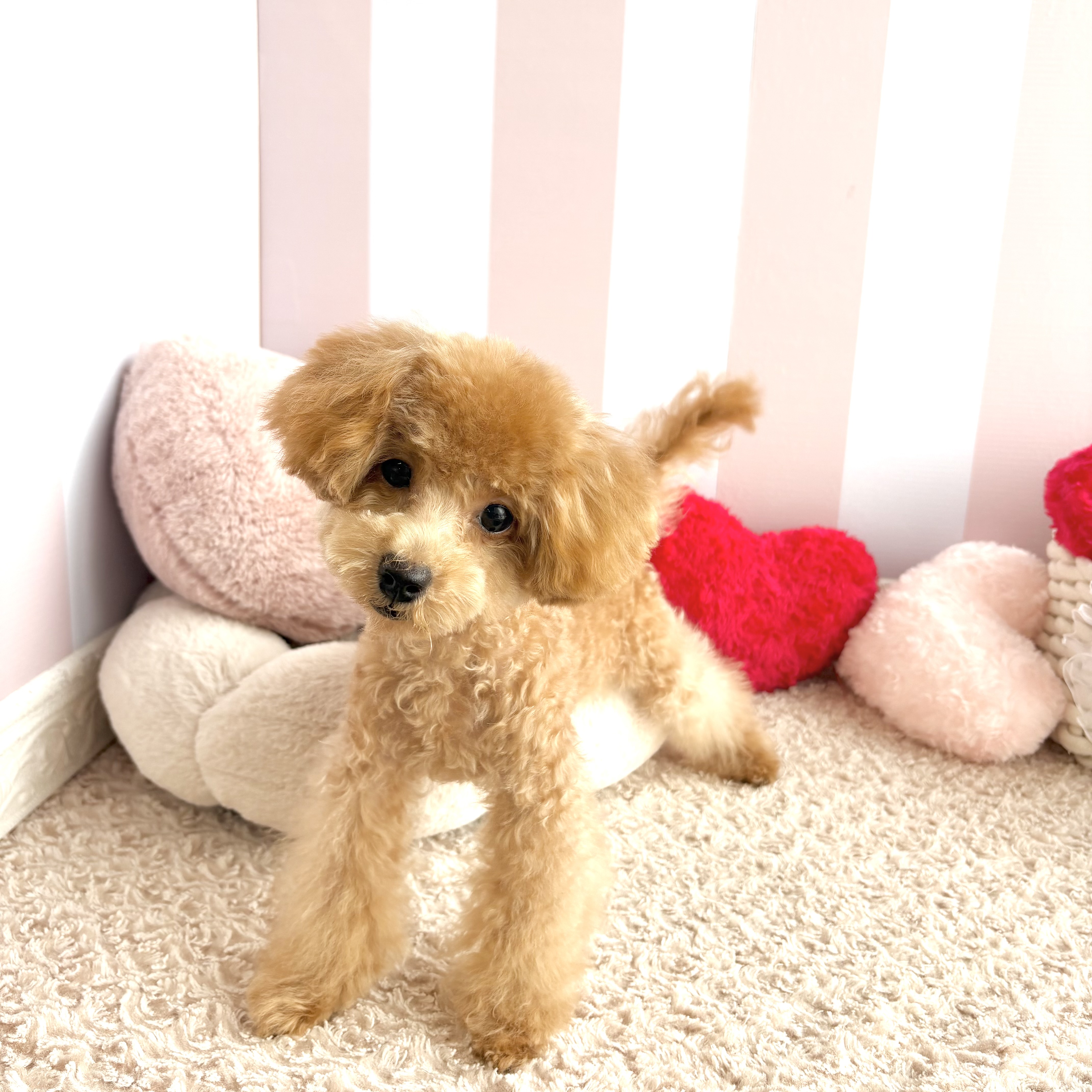 岡山県のトイプードル(トイ) (犬の家＆猫の里倉敷中庄店/2026年6月5日生まれ/女の子/オレンジフォーン)の子犬の3枚目の画像