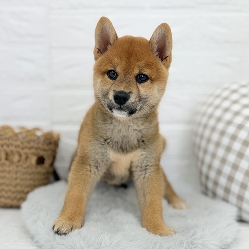 愛知県の柴犬(標準サイズ) (犬の家＆猫の里豊川インター店/2025年7月6日生まれ/男の子/赤)の子犬の3枚目の画像