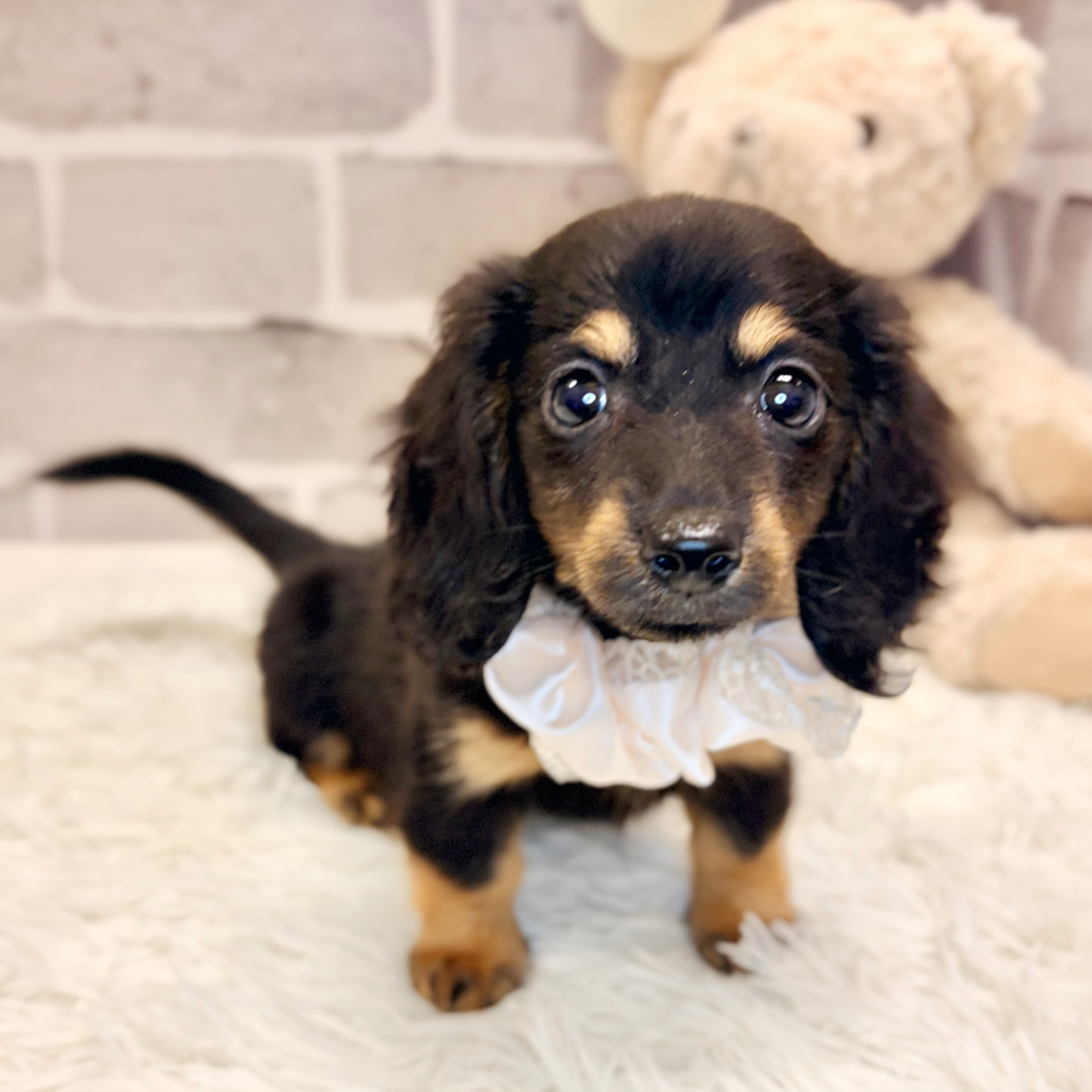 兵庫県のカニンヘンダックスフンド(ロング) (犬の家＆猫の里神戸店/2026年4月16日生まれ/女の子/ブラックタン)の子犬の3枚目の画像
