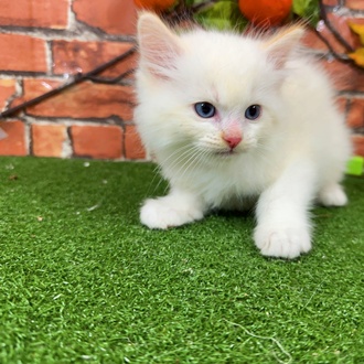 神奈川県のラグドール (犬の家＆猫の里小田原店/2025年9月23日生まれ/男の子/レッドポイント)の子猫の3枚目の画像