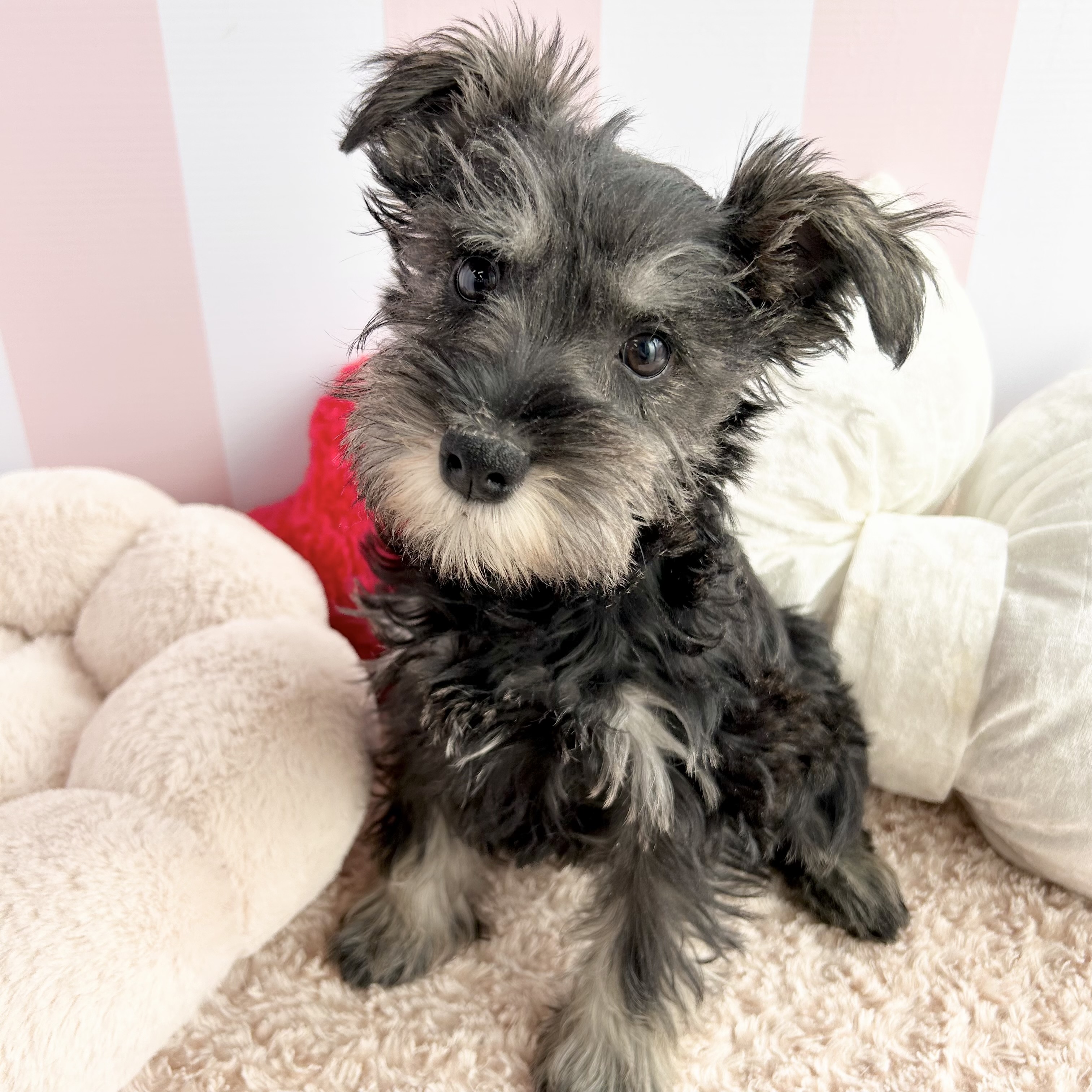 岡山県のミニチュアシュナウザー (犬の家＆猫の里倉敷中庄店/2025年12月13日生まれ/男の子/ソルトペッパー)の子犬の3枚目の画像