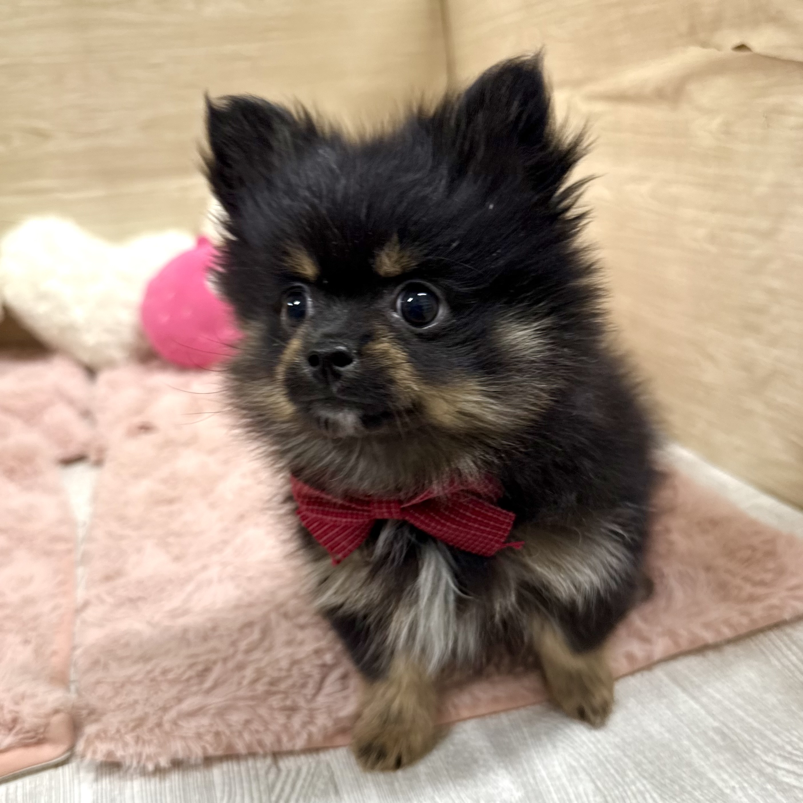 大阪府のポメチワ/チワポメ/ポメチー(ポメラニアン×チワワ) (犬の家＆猫の里そよら東岸和田店/2025年11月20日生まれ/男の子/ブラックタン)の子犬の3枚目の画像