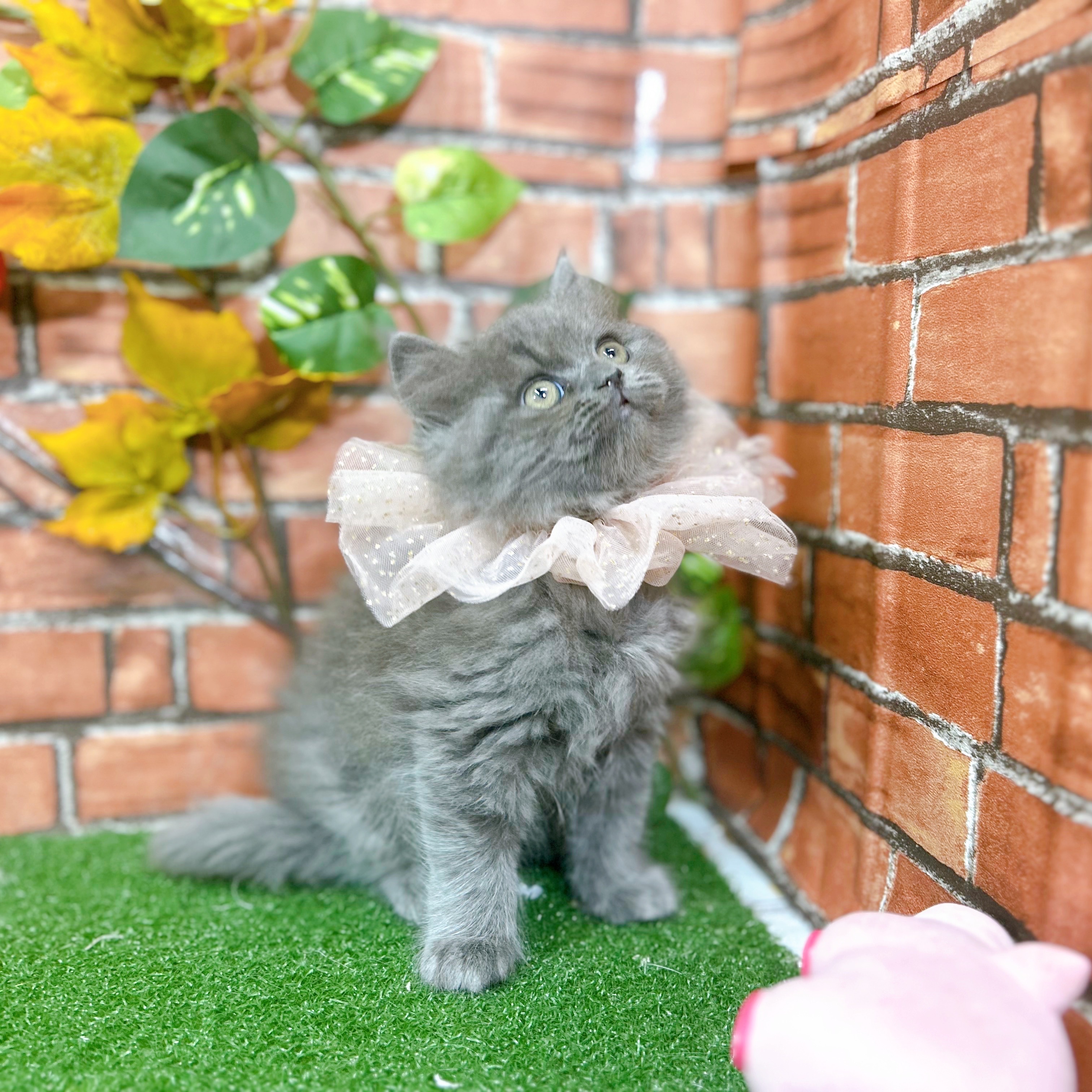 神奈川県のスコティッシュフォールド (犬の家＆猫の里小田原店/2025年9月5日生まれ/女の子/ブルー)の子猫の3枚目の画像