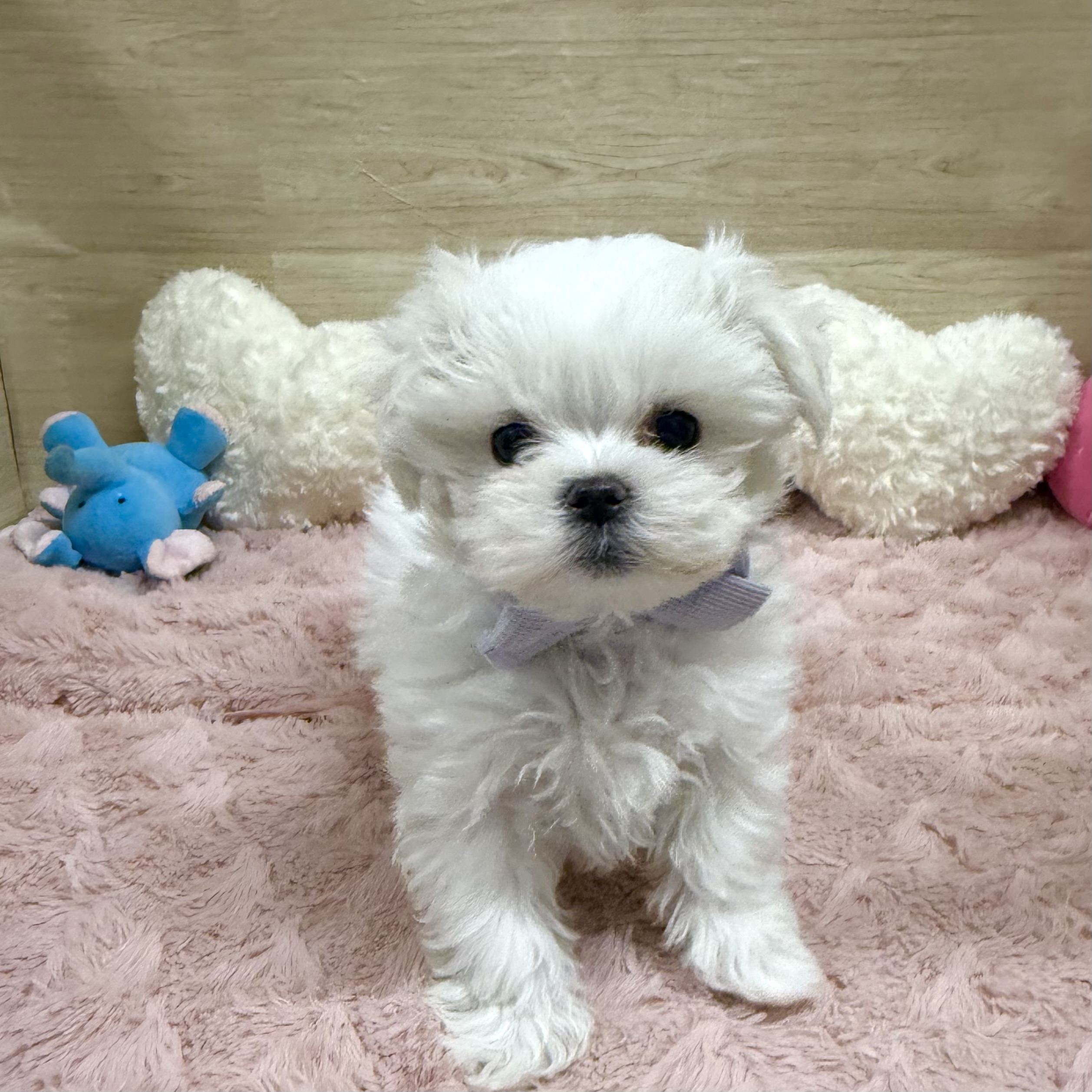 大阪府のマルチーズ (犬の家＆猫の里そよら東岸和田店/2025年12月2日生まれ/男の子/ホワイト)の子犬の3枚目の画像