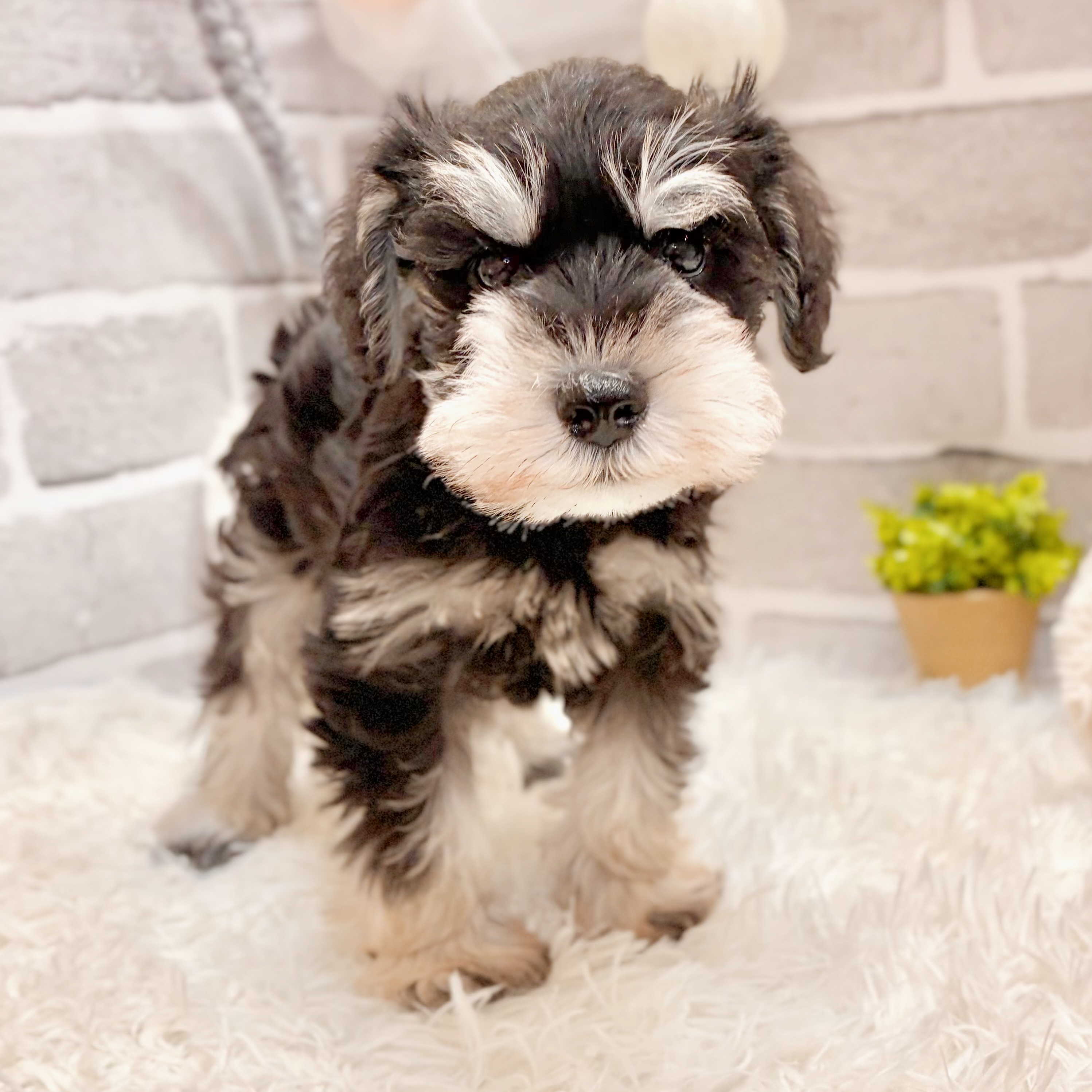 兵庫県のミニチュアシュナウザー (犬の家＆猫の里神戸店/2026年3月6日生まれ/男の子/ブラックシルバー)の子犬の3枚目の画像