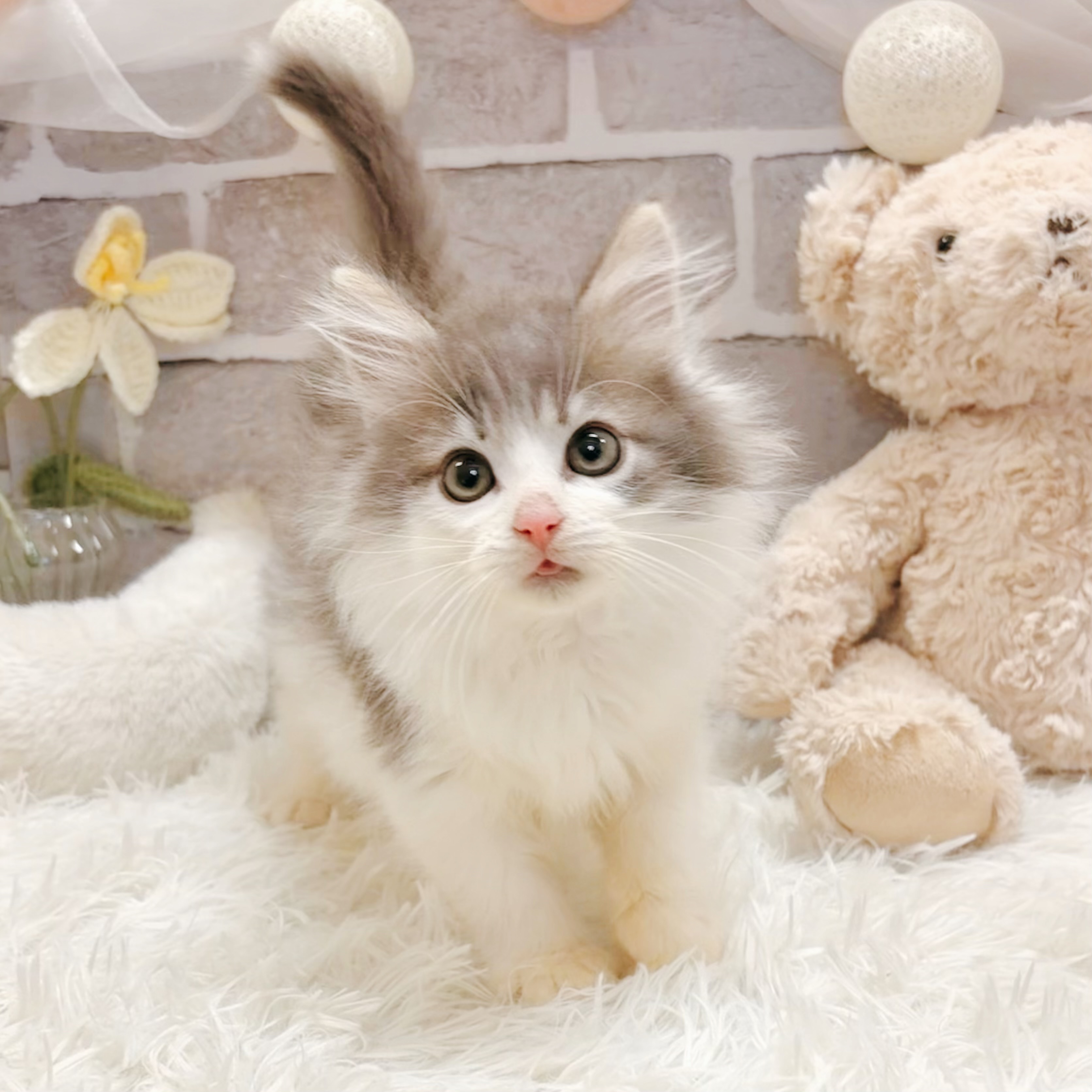 兵庫県のノルウェージャンフォレストキャット (犬の家＆猫の里神戸店/2026年3月2日生まれ/男の子/ブルータビーホワイト)の子猫の3枚目の画像