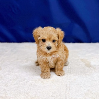 愛知県のマルプー(マルチーズ×プードル) (犬の家＆猫の里一宮店/2025年11月25日生まれ/女の子/アプリコット)の子犬の3枚目の画像