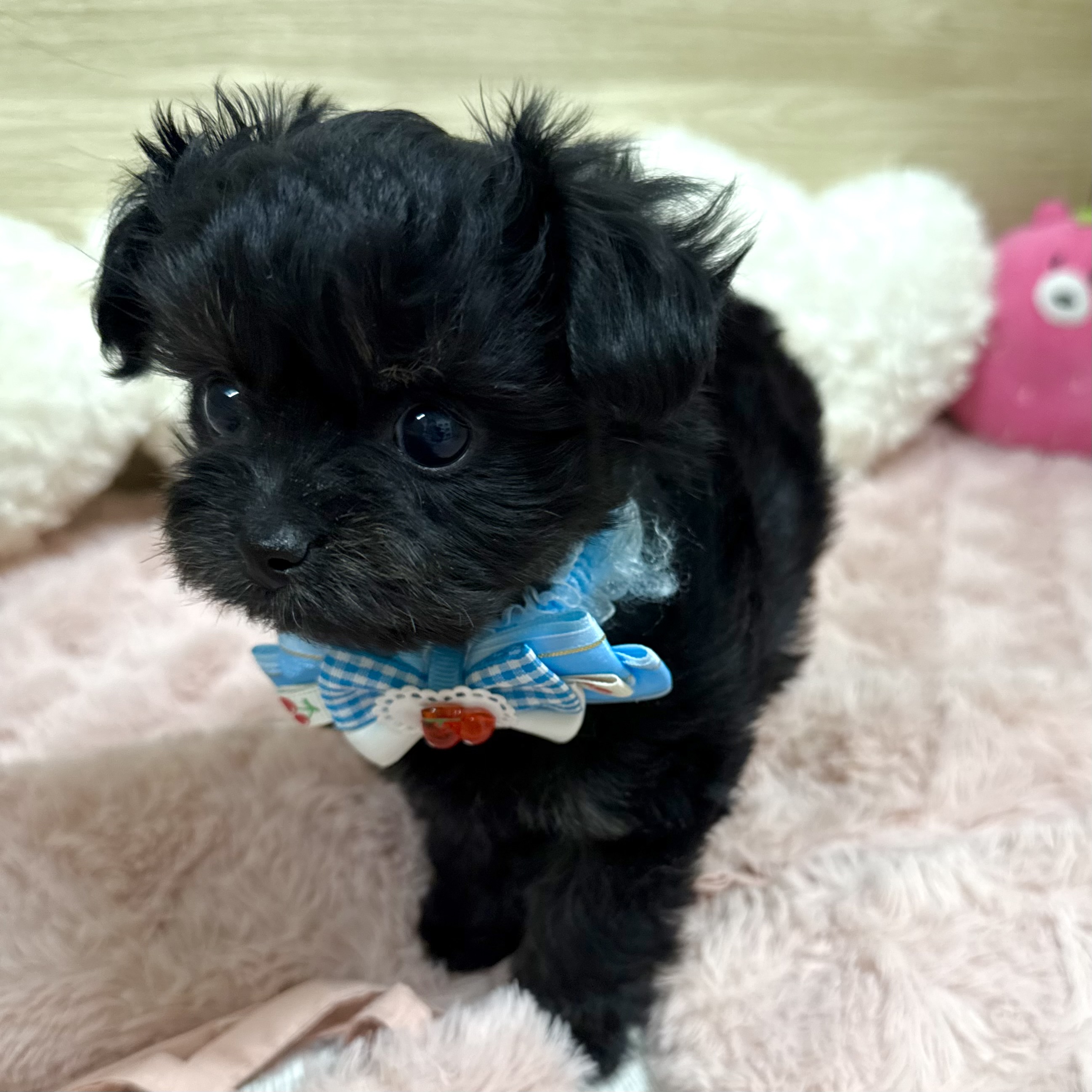 大阪府のチワプー/プーチー(チワワ×プードル) (犬の家＆猫の里そよら東岸和田店/2025年12月2日生まれ/男の子/ブラックホワイト)の子犬の3枚目の画像