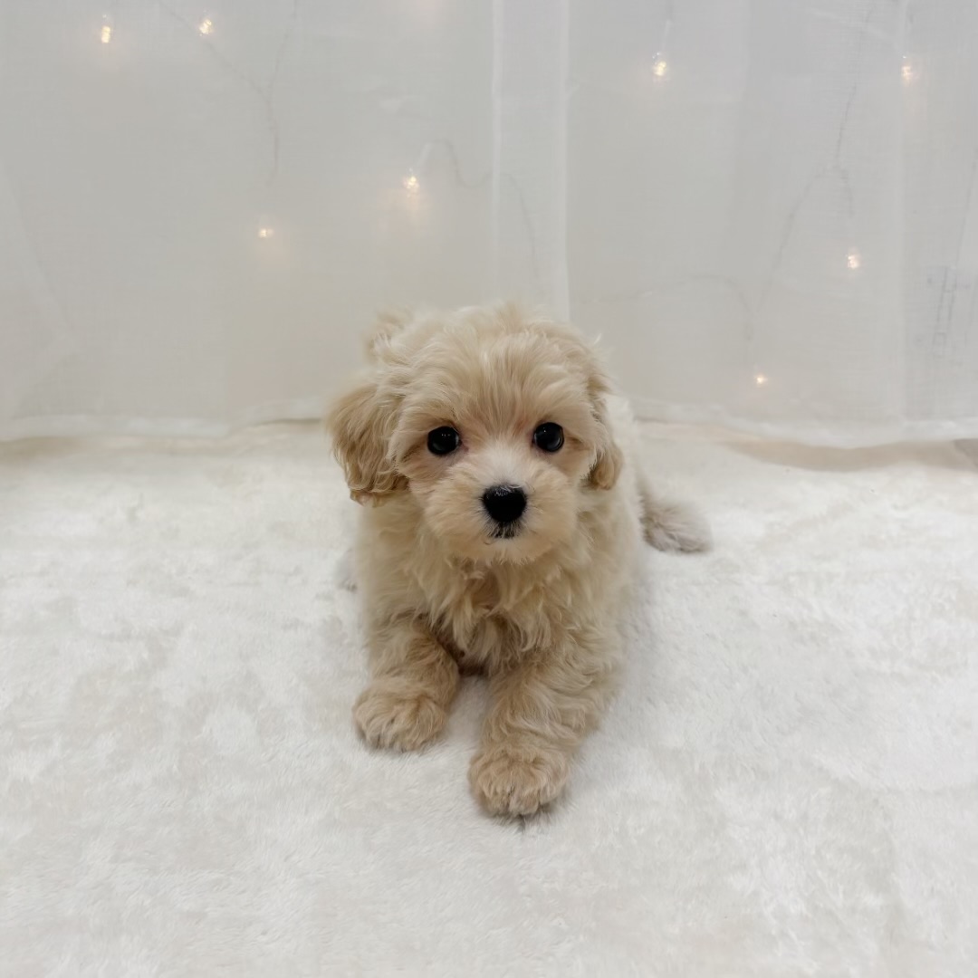 千葉県のマルプー(マルチーズ×プードル) (犬の家＆猫の里BIGHOPガーデンモール印西店/2025年8月30日生まれ/女の子/アプリコット)の子犬の1枚目の画像