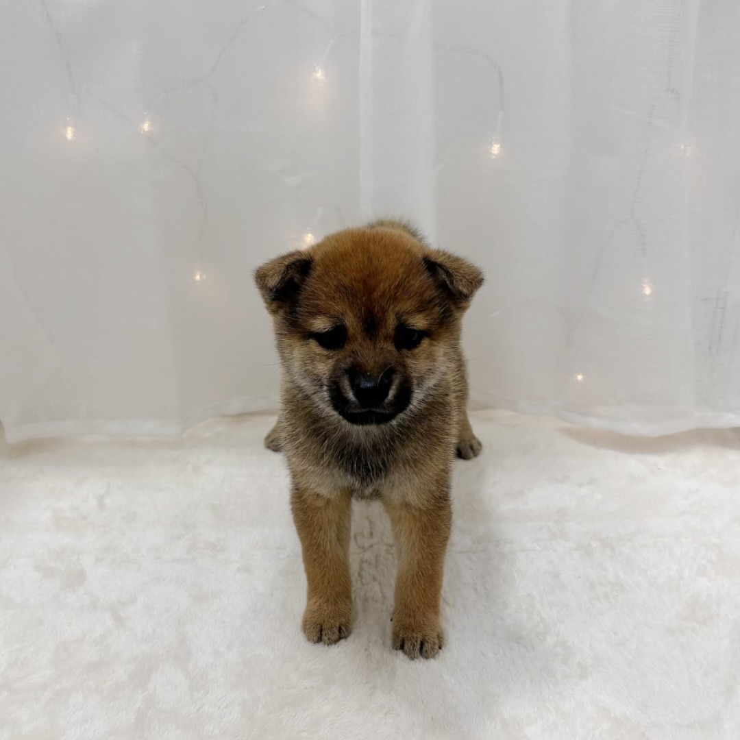 千葉県の豆柴 (犬の家＆猫の里BIGHOPガーデンモール印西店/2025年8月30日生まれ/女の子/赤)の子犬の1枚目の画像