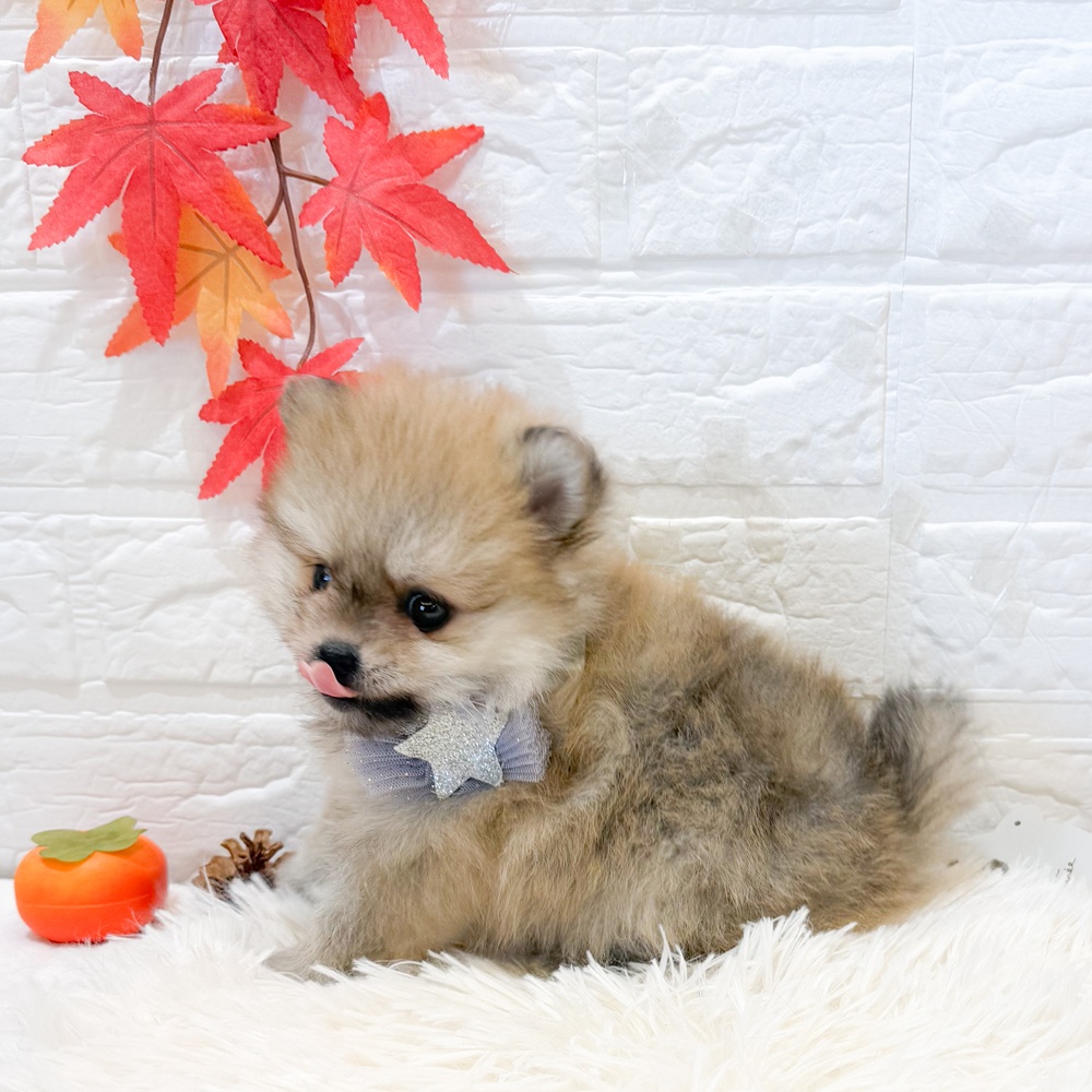 静岡県のポメラニアン (犬の家＆猫の里富士店/2025年9月28日生まれ/女の子/オレンジセーブル)の子犬の3枚目の画像