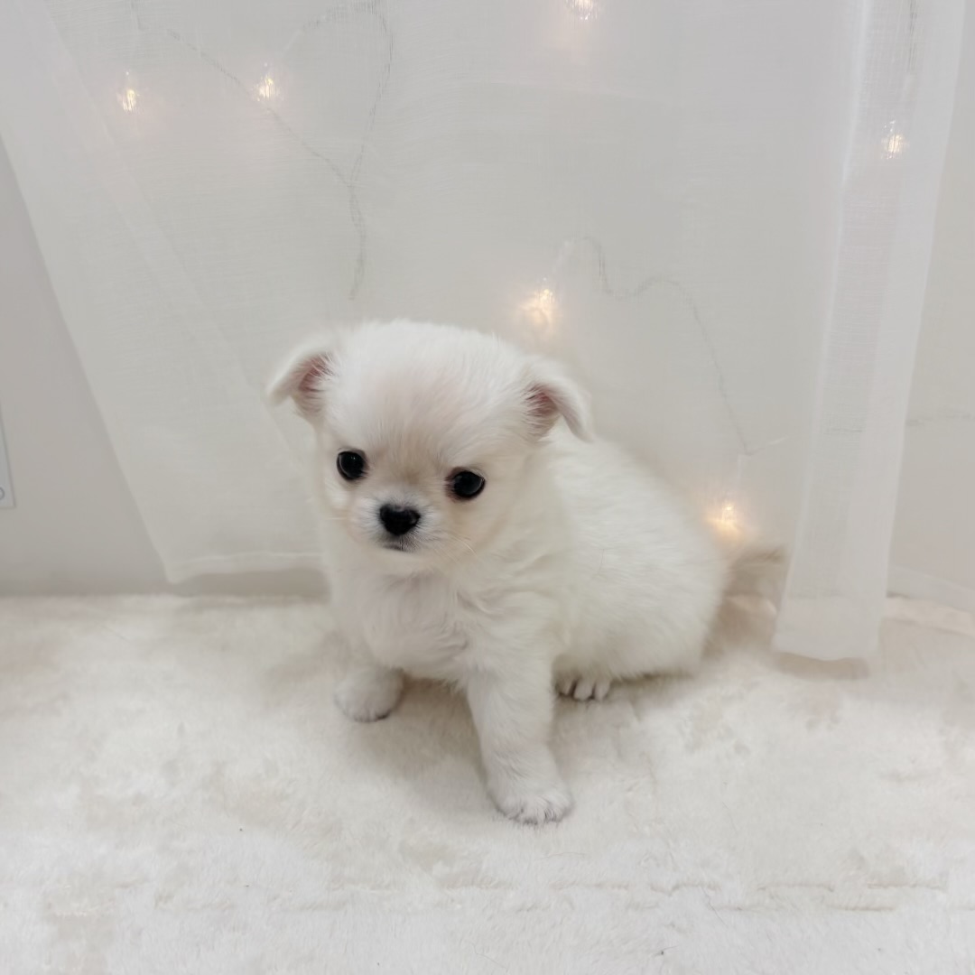 千葉県のチワワ(ロング) (犬の家＆猫の里BIGHOPガーデンモール印西店/2025年8月31日生まれ/男の子/クリームホワイト)の子犬の3枚目の画像