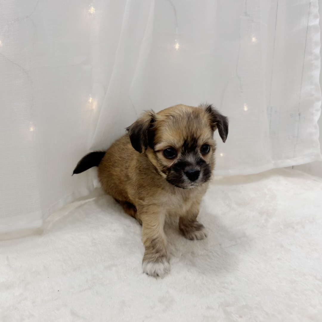 千葉県のハーフ犬・ミックス犬 (犬の家＆猫の里BIGHOPガーデンモール印西店/2025年8月30日生まれ/男の子/フォーン)の子犬の3枚目の画像