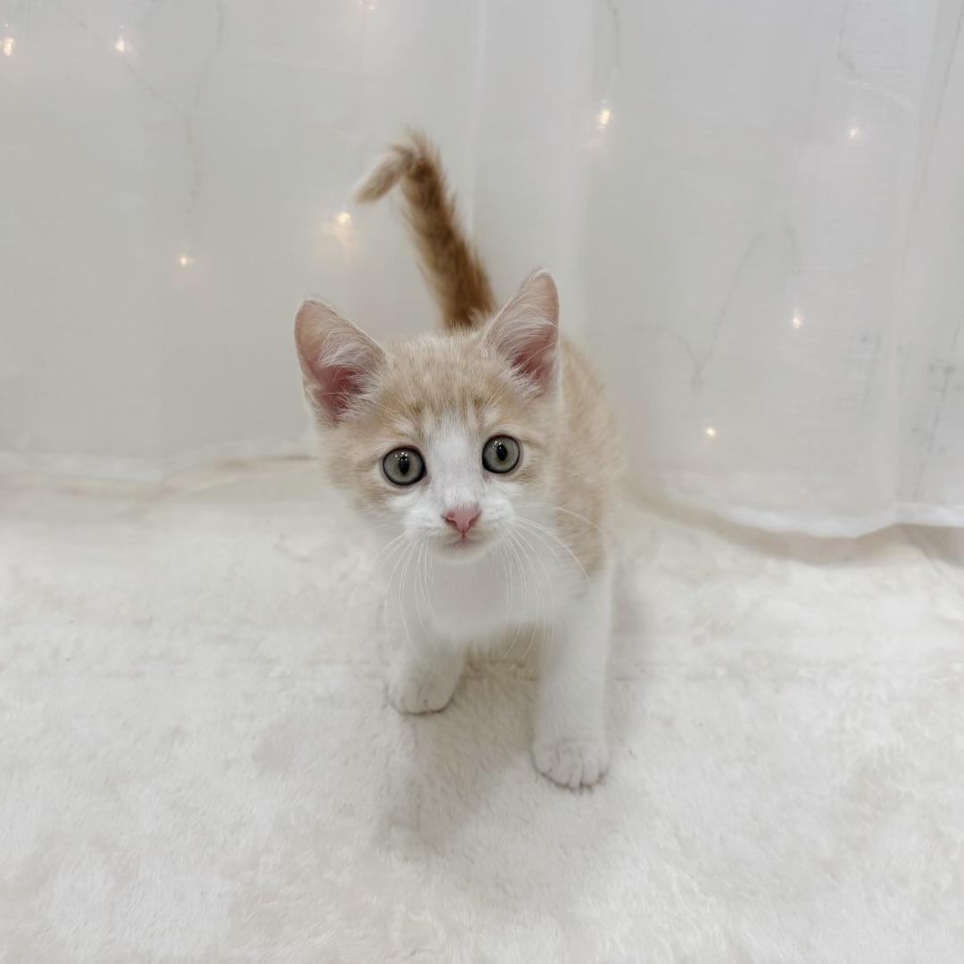 千葉県のミヌエット (犬の家＆猫の里BIGHOPガーデンモール印西店/2025年9月2日生まれ/男の子/クリームタビーホワイト)の子猫の1枚目の画像