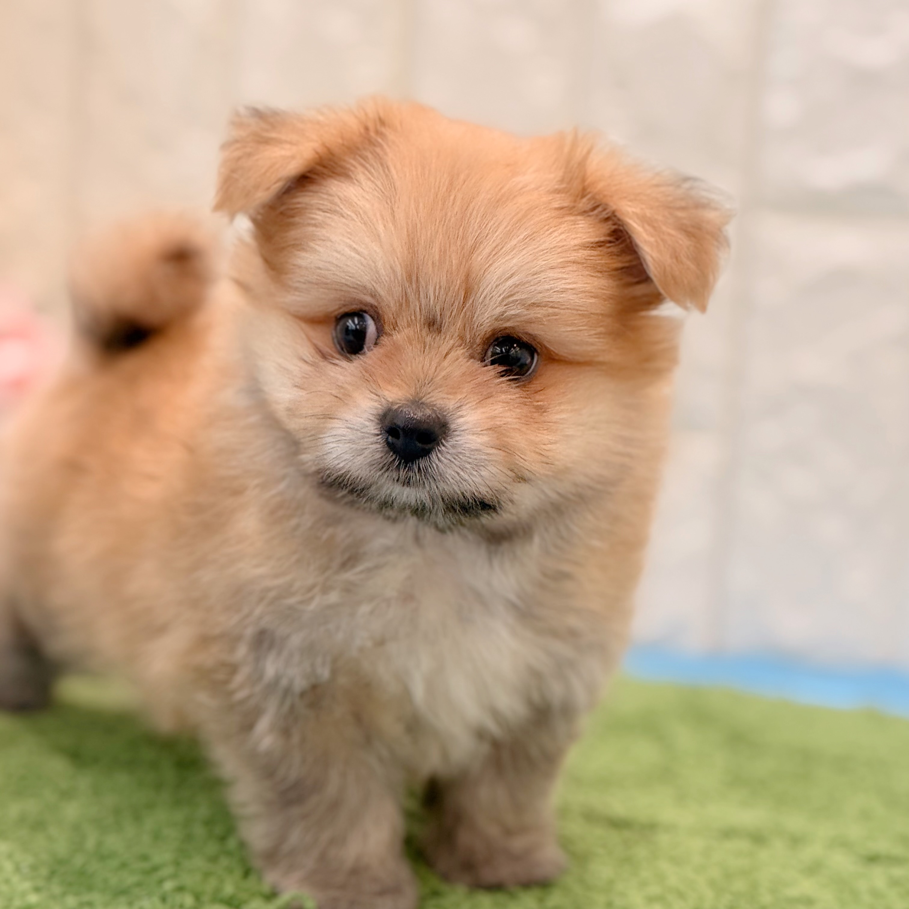 岡山県のポメマル/マルポメ(ポメラニアン×マルチーズ) (犬の家＆猫の里倉敷店/2026年4月25日生まれ/男の子/フォーン)の子犬の3枚目の画像