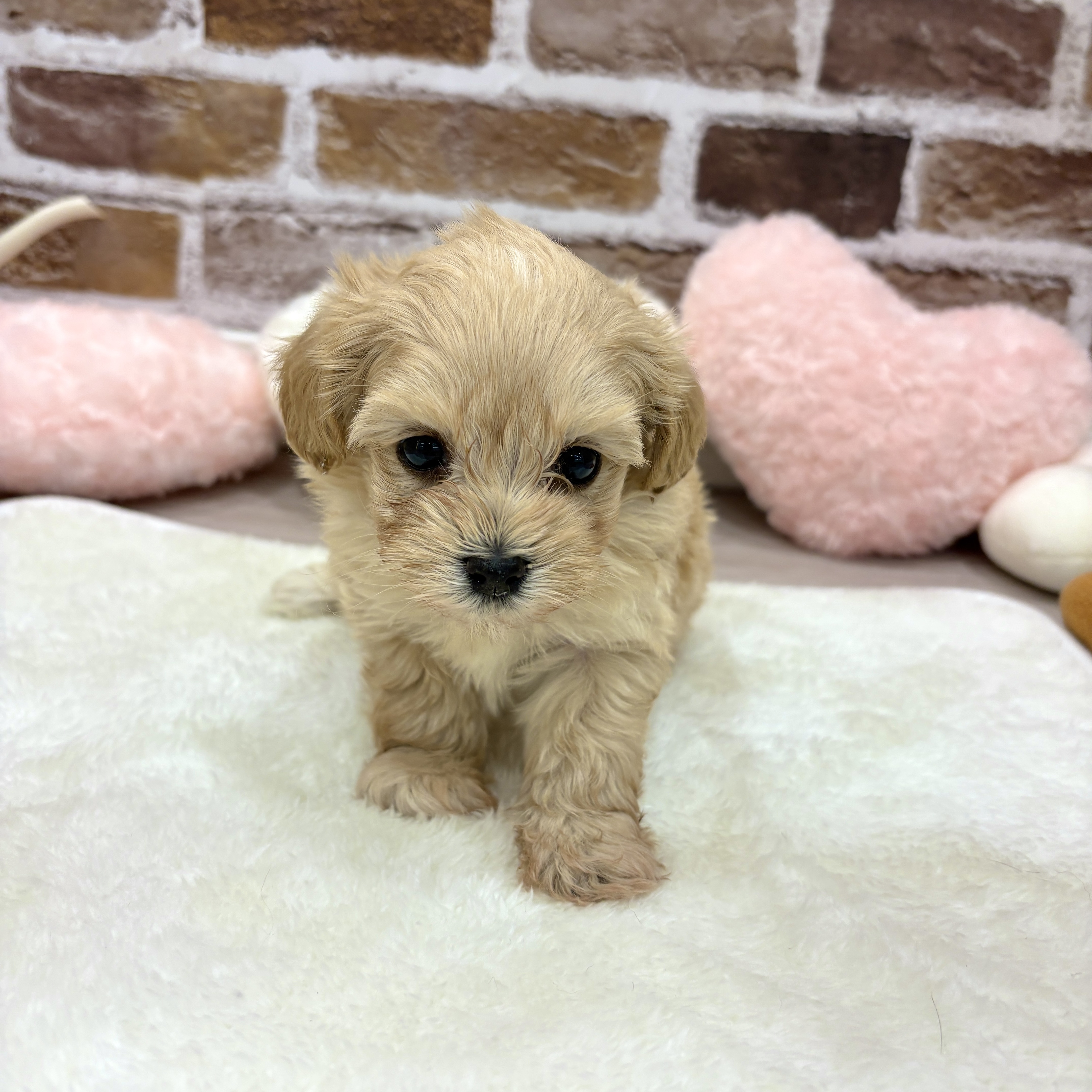 三重県のマルプー(マルチーズ×プードル) (犬の家＆猫の里三重桑名店/2026年1月13日生まれ/女の子/アプリコット)の子犬の3枚目の画像