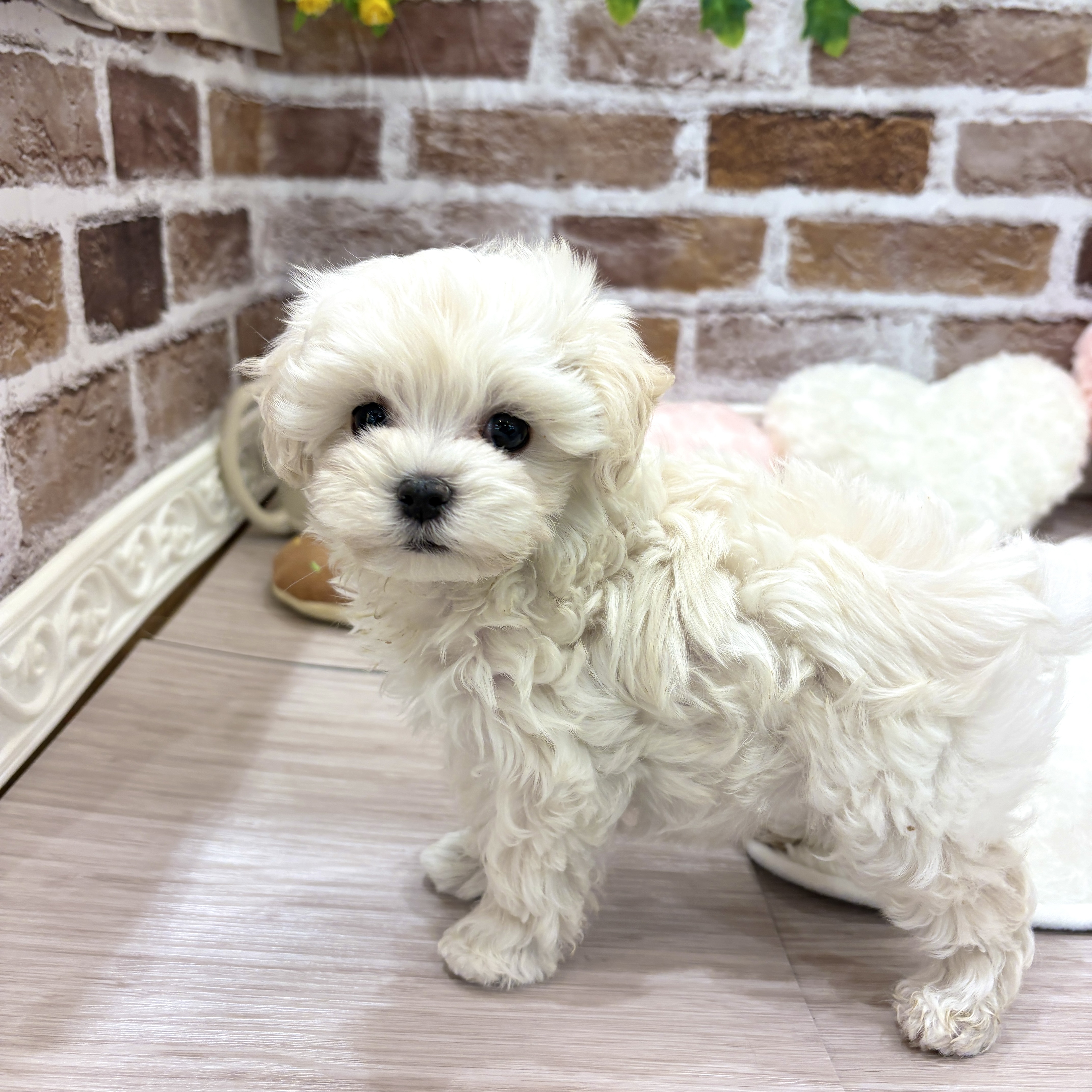 三重県のマルプー(マルチーズ×プードル) (犬の家＆猫の里三重桑名店/2026年1月12日生まれ/男の子/クリームホワイト)の子犬の3枚目の画像