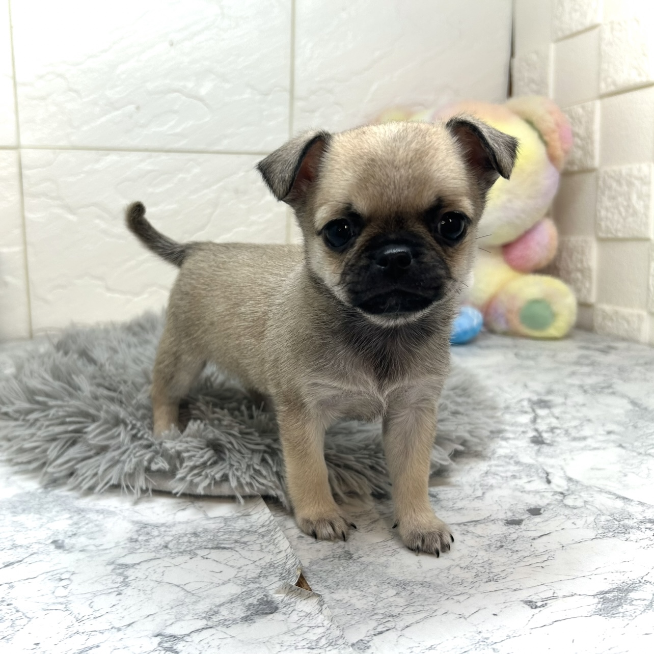 兵庫県のチワパグ/パグチー(チワワ×パグ) (犬の家＆猫の里ゆめタウン姫路店/2025年10月17日生まれ/女の子/フォーン)の子犬の1枚目の画像