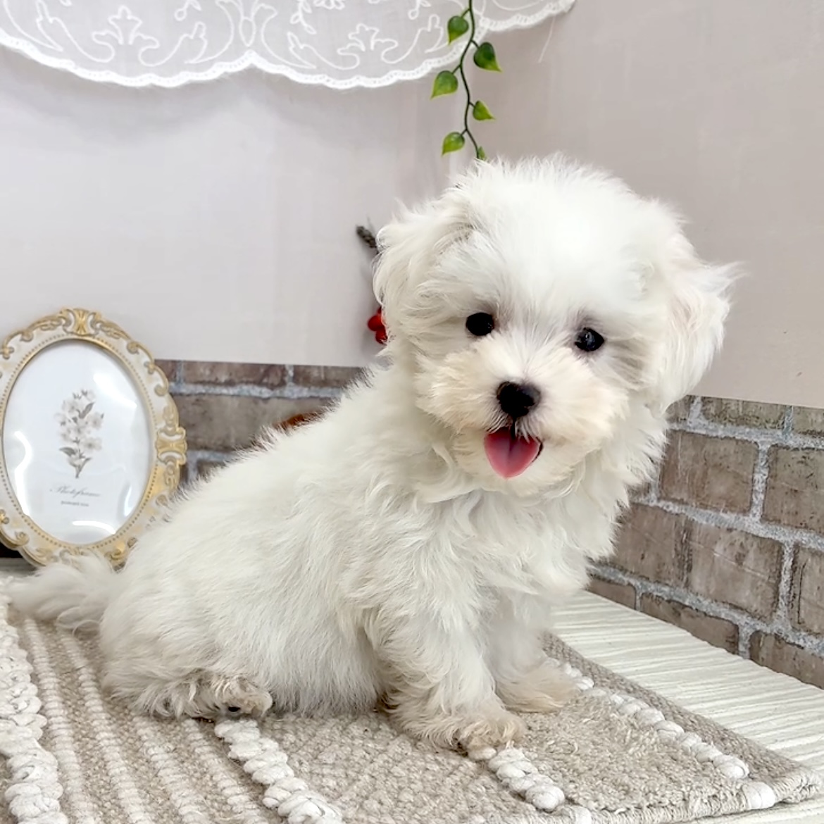 愛知県のマルチーズ (犬の家＆猫の里碧南店/2025年6月29日生まれ/女の子/ホワイト)の子犬の3枚目の画像