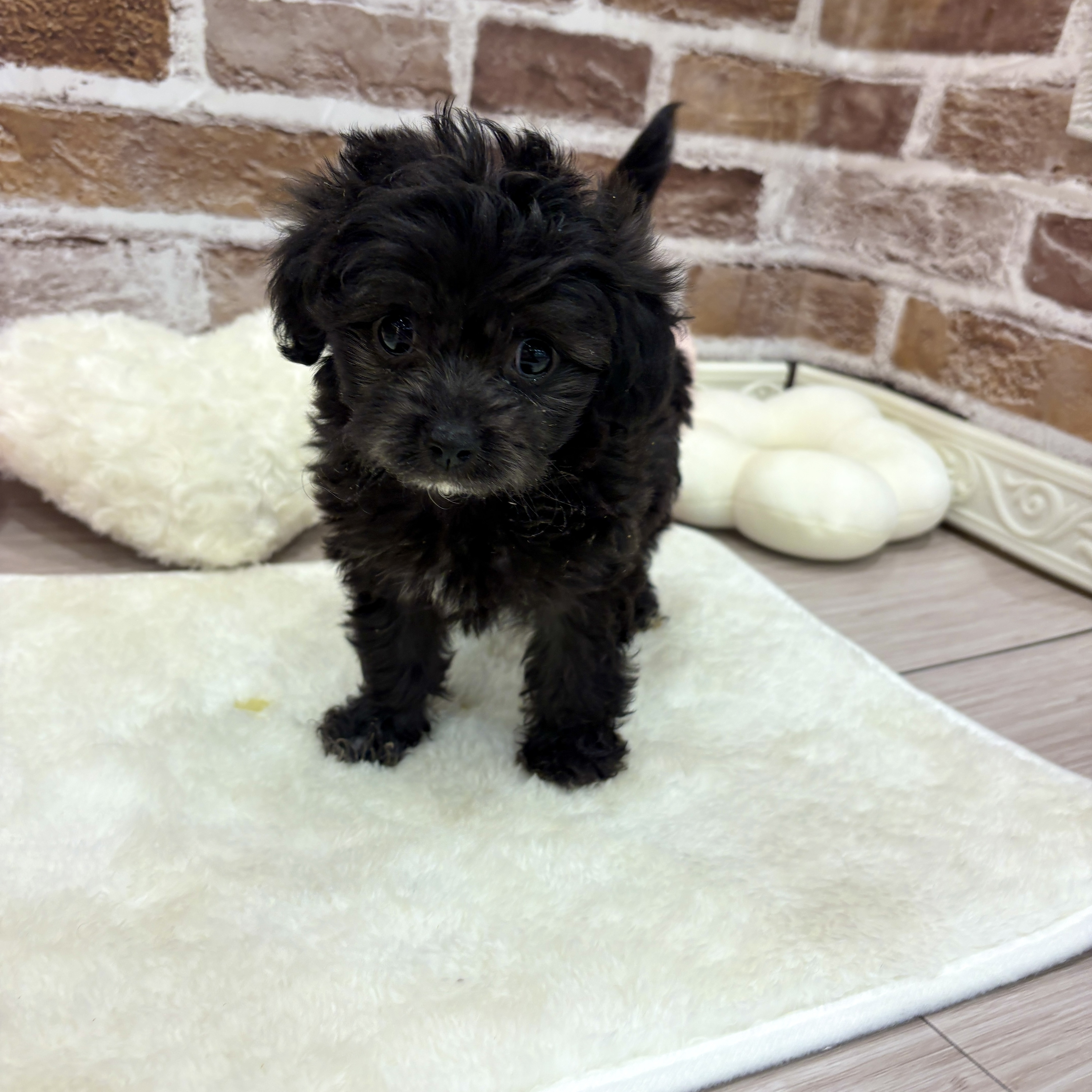 三重県のチワプー/プーチー(チワワ×プードル) (犬の家＆猫の里三重桑名店/2026年1月13日生まれ/女の子/シルバー)の子犬の3枚目の画像