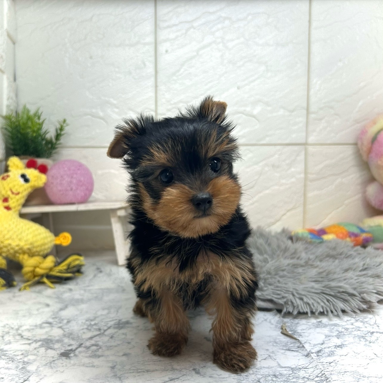 兵庫県のヨークシャーテリア (犬の家＆猫の里ゆめタウン姫路店/2025年10月21日生まれ/女の子/スチールブルータン)の子犬の3枚目の画像
