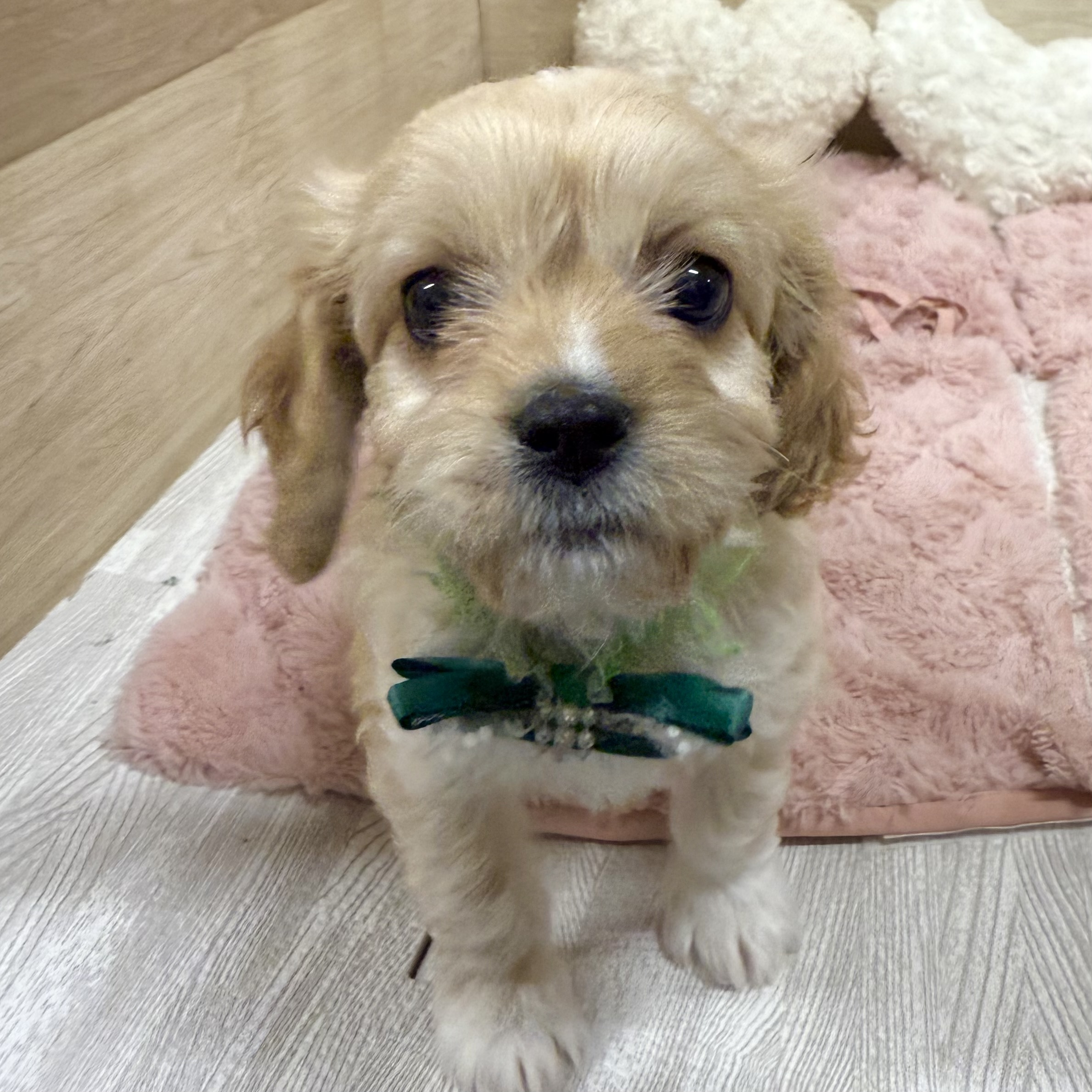 大阪府のハーフ犬・ミックス犬 (犬の家＆猫の里そよら東岸和田店/2025年11月24日生まれ/女の子/クリーム)の子犬の3枚目の画像