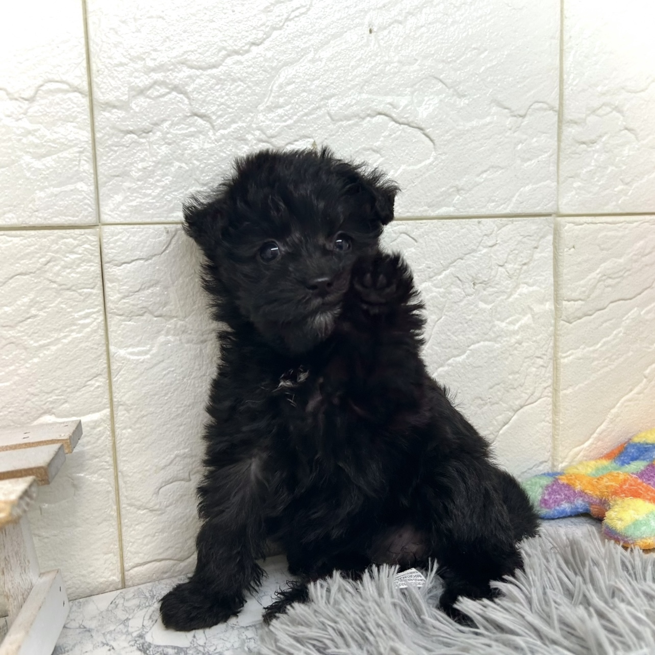 兵庫県のシュナプー(シュナウザー×プードル) (犬の家＆猫の里ゆめタウン姫路店/2025年10月18日生まれ/女の子/ブラック)の子犬の3枚目の画像