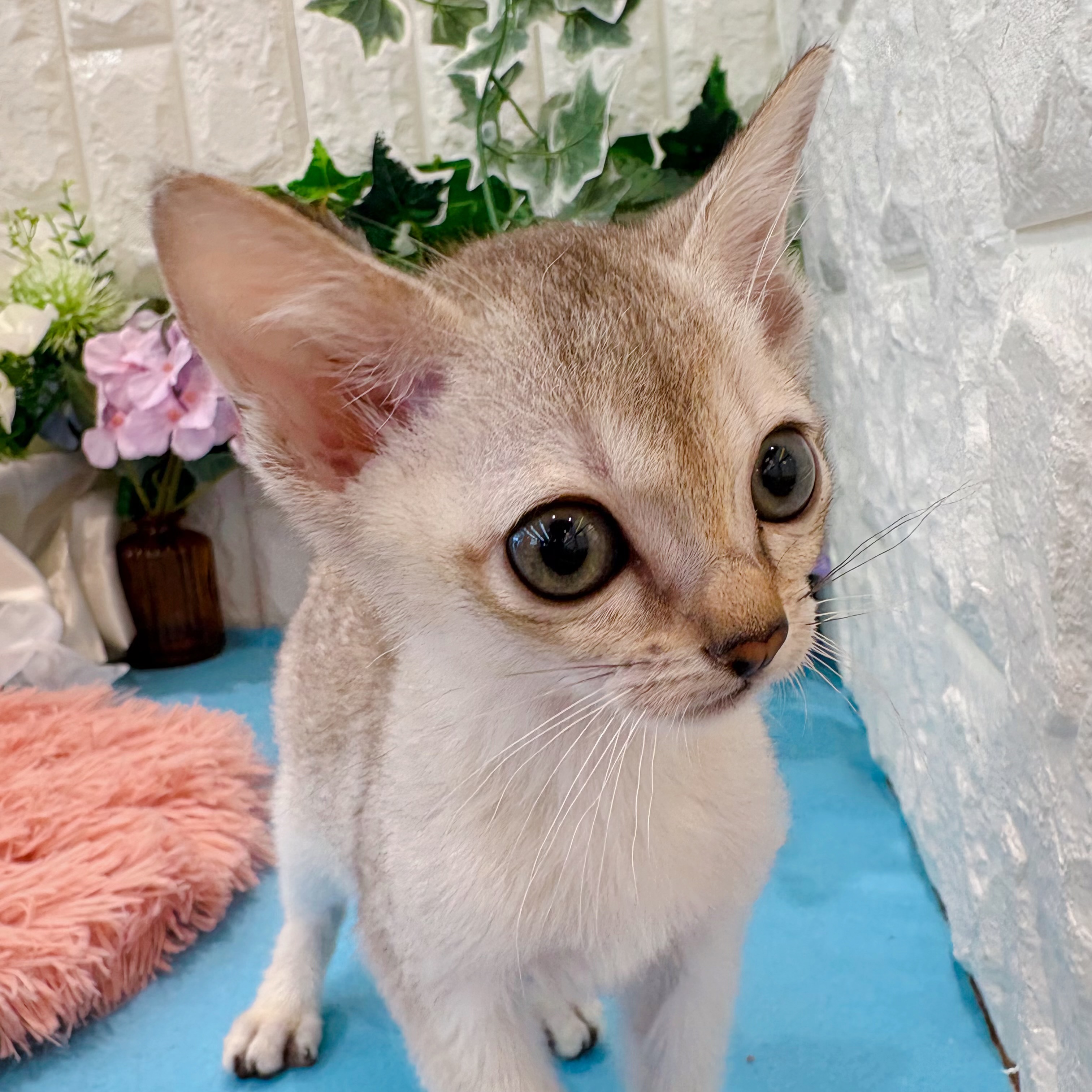 岡山県のシンガプーラ (犬の家＆猫の里倉敷店/2026年3月14日生まれ/女の子/セピアアグーティ)の子猫の3枚目の画像