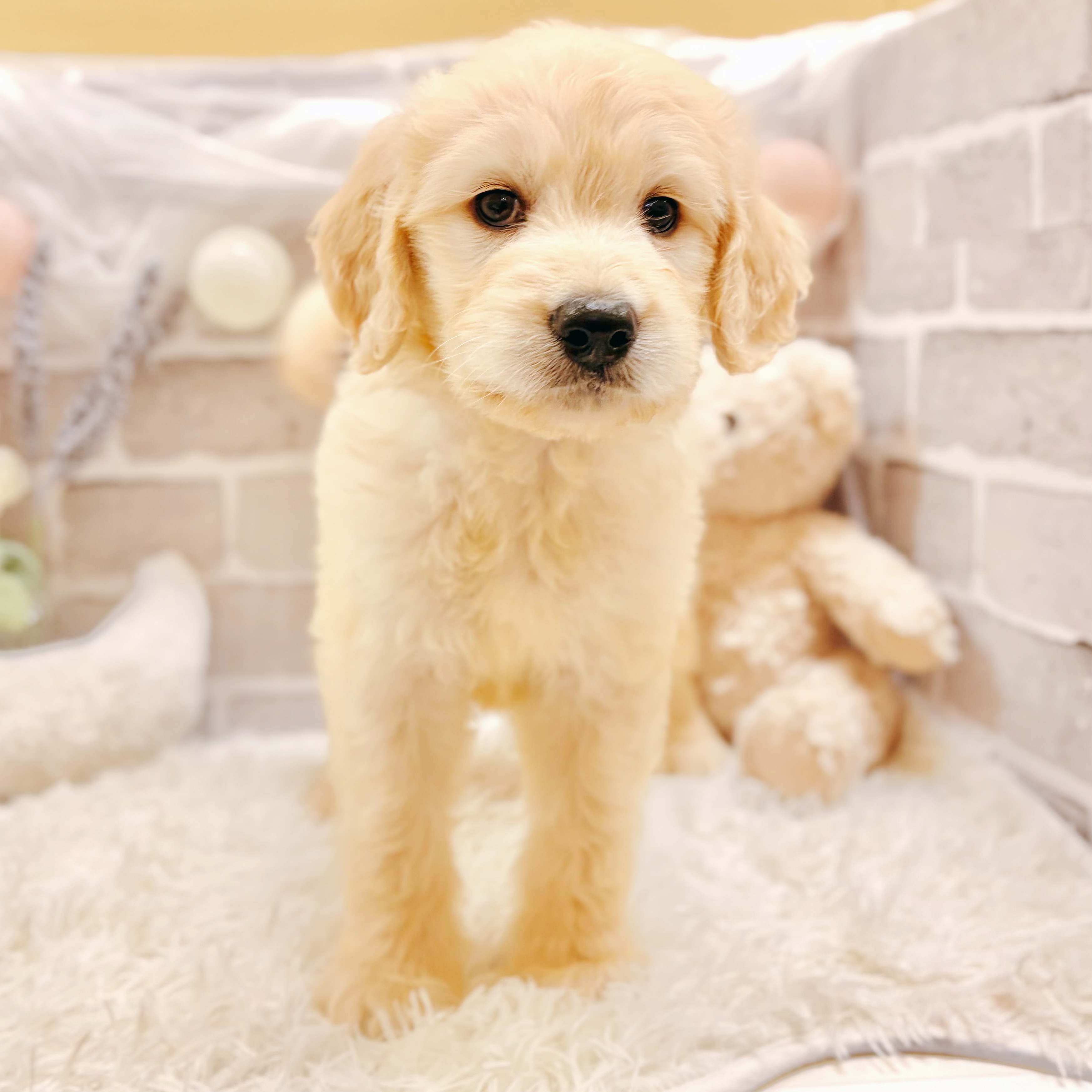兵庫県のゴールデンドゥードゥル(ゴールデン×プードル) (犬の家＆猫の里神戸店/2026年3月14日生まれ/男の子/ゴールデン)の子犬の3枚目の画像