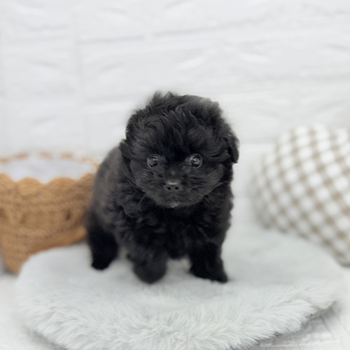愛知県のポメプー(ポメラニアン×プードル) (犬の家＆猫の里豊川インター店/2025年7月15日生まれ/男の子/ブラック)の子犬の3枚目の画像