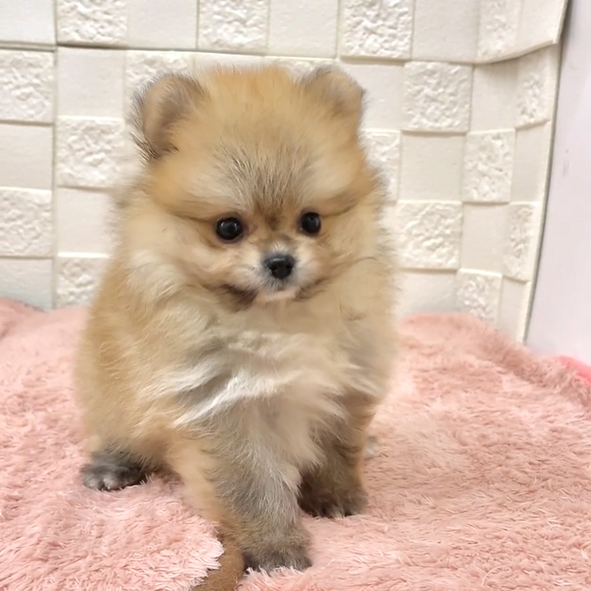 愛知県のポメラニアン (犬の家＆猫の里碧南店/2025年7月23日生まれ/男の子/オレンジセーブル)の子犬の3枚目の画像