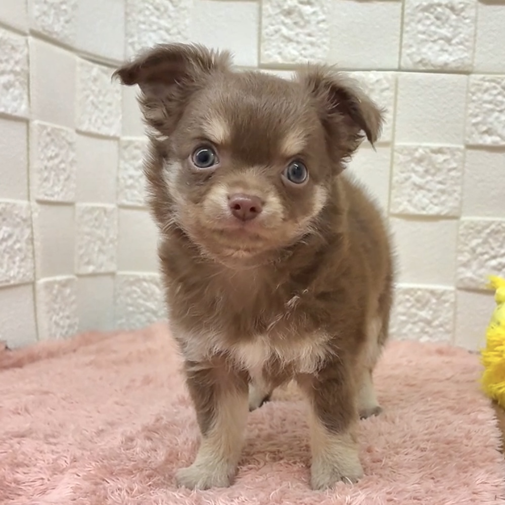 愛知県のチワワ(ロング) (犬の家＆猫の里碧南店/2025年7月22日生まれ/男の子/チョコレートクリーム)の子犬の1枚目の画像