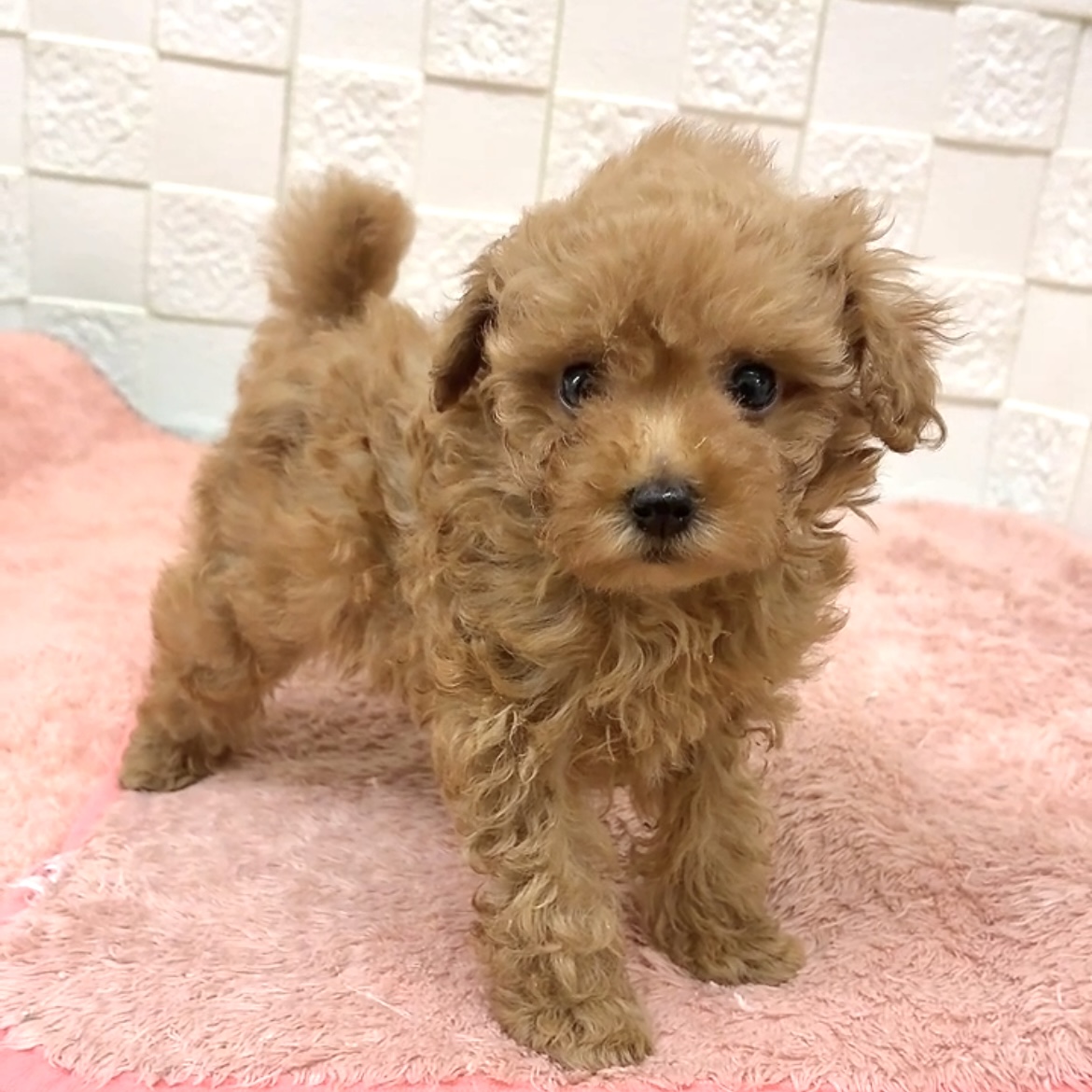 愛知県のトイプードル(トイ) (犬の家＆猫の里碧南店/2025年7月18日生まれ/女の子/レッド)の子犬の3枚目の画像