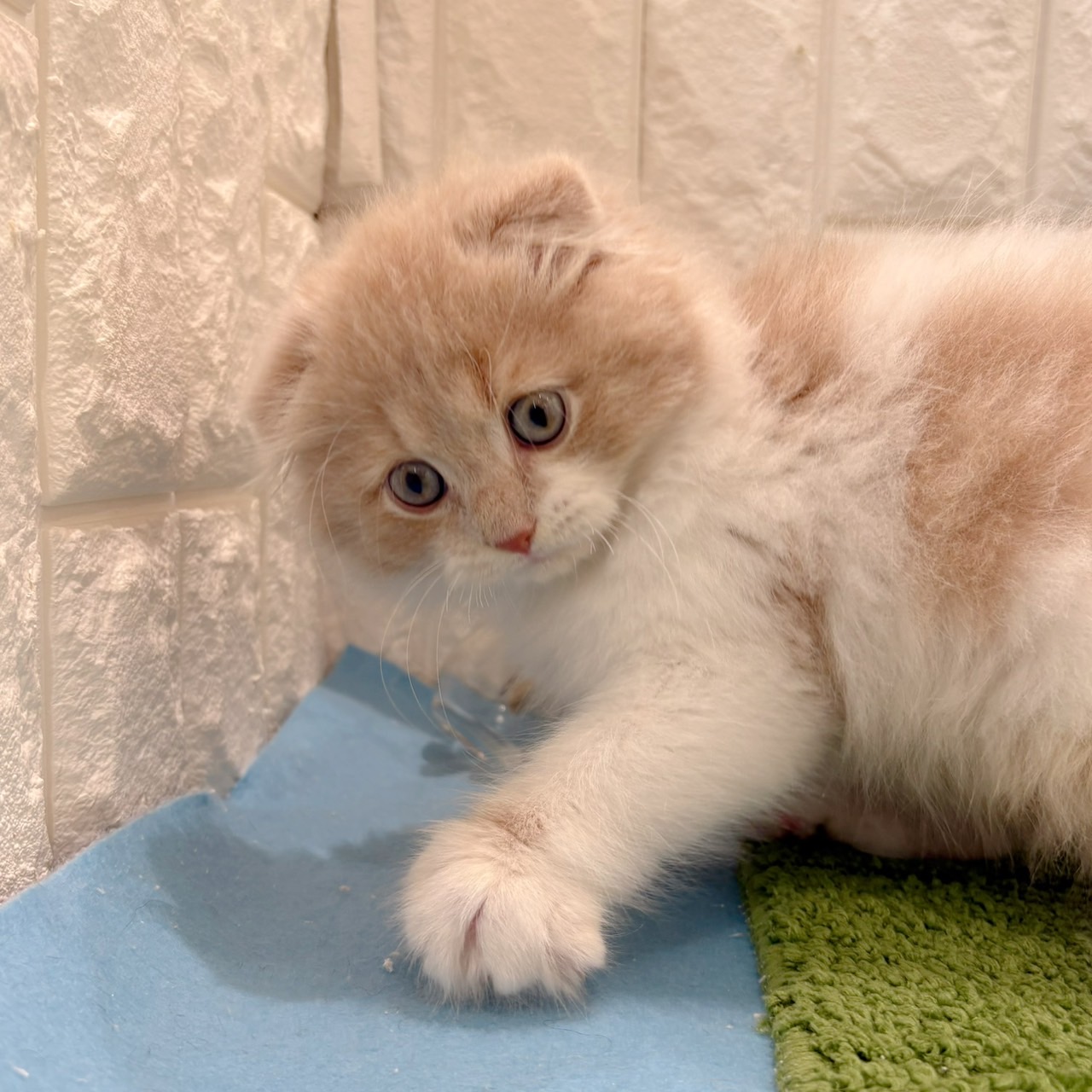 岡山県のスコティッシュフォールド (犬の家＆猫の里倉敷店/2026年4月22日生まれ/男の子/クリームタビーホワイト)の子猫の3枚目の画像