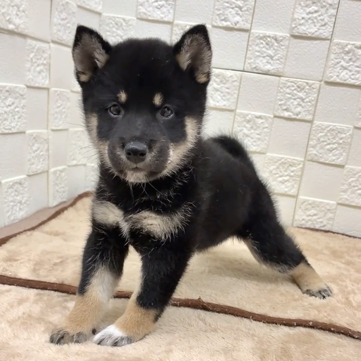 愛知県の柴犬(標準サイズ) (犬の家＆猫の里碧南店/2025年7月28日生まれ/女の子/黒)の子犬の3枚目の画像