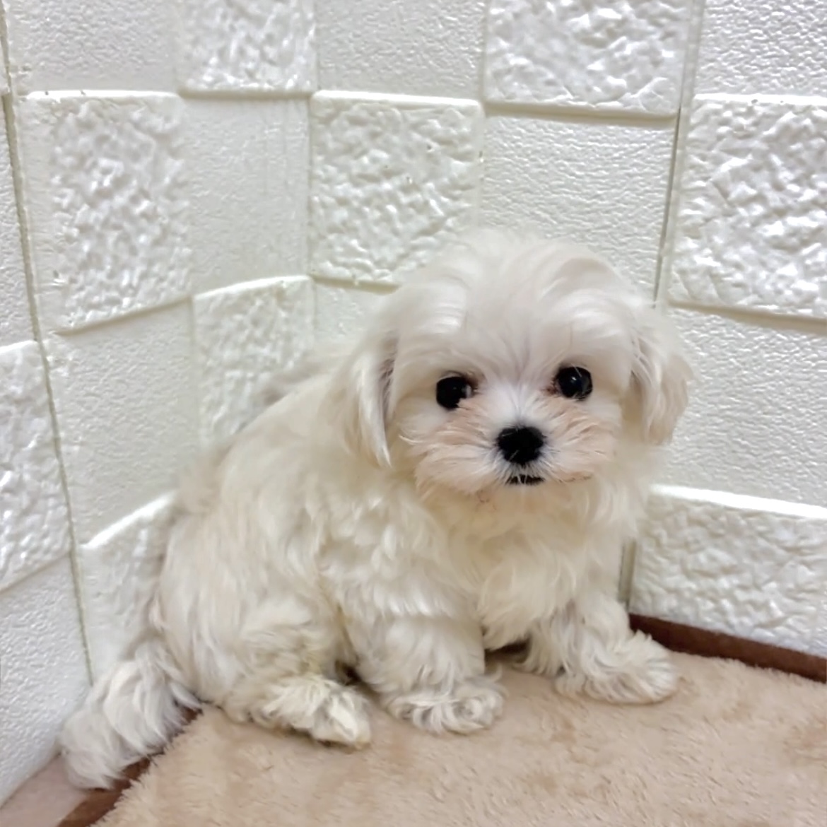 愛知県のマルチーズ (犬の家＆猫の里碧南店/2025年8月6日生まれ/女の子/ホワイト)の子犬の3枚目の画像