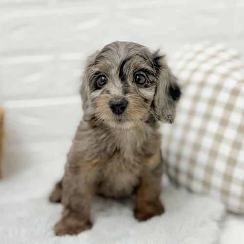愛知県のダップー(ダックス×プードル) (犬の家＆猫の里豊川インター店/2025年7月19日生まれ/男の子/シルバーダップル)の子犬の3枚目の画像