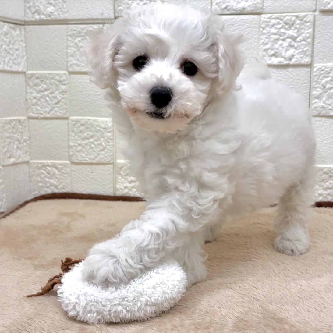 愛知県のビションフリーゼ (犬の家＆猫の里碧南店/2025年8月5日生まれ/女の子/ホワイト)の子犬の3枚目の画像